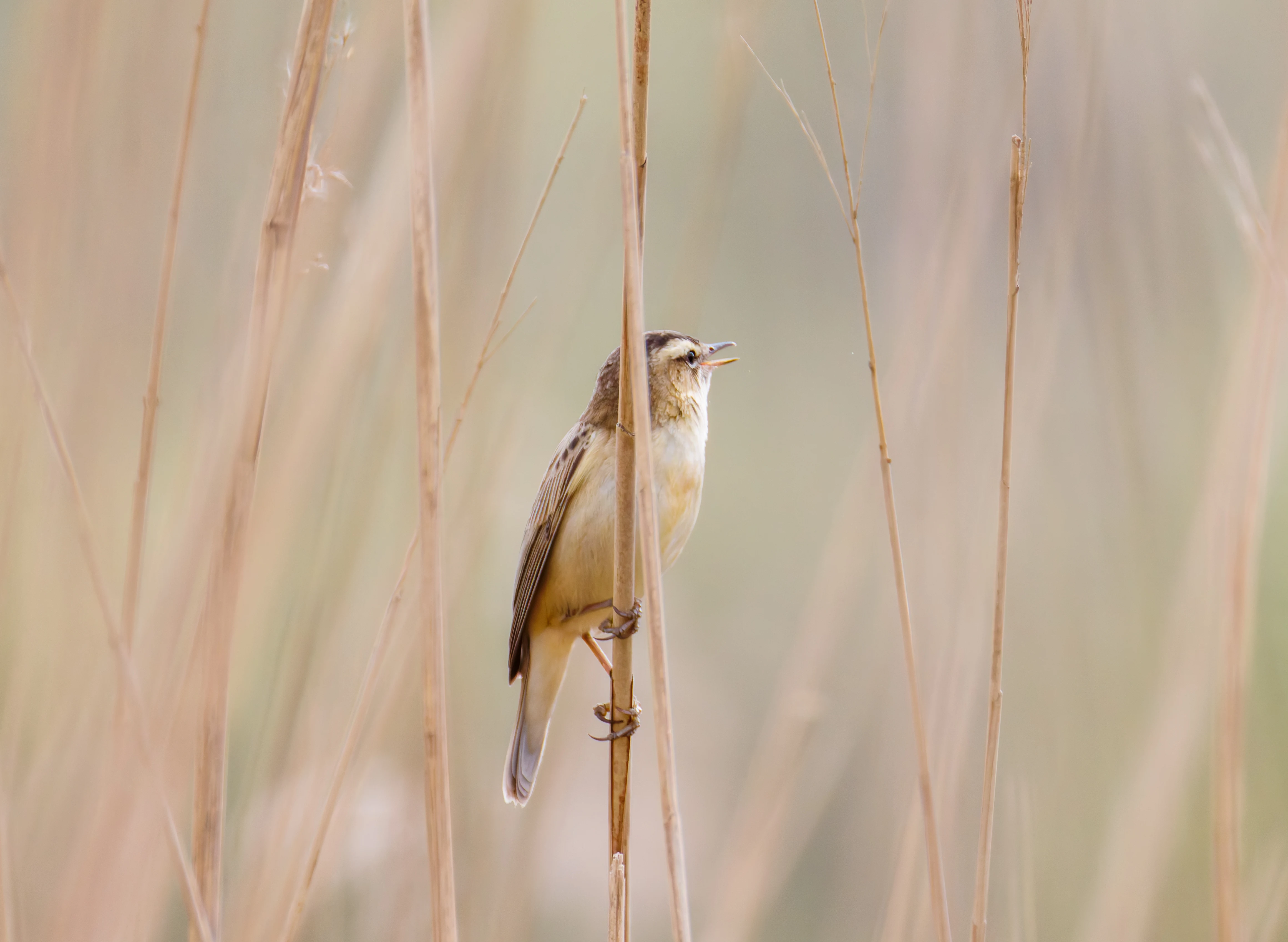 Sedge Warbler, Fishlake Meadows, Romsey, Hampshire, UK — photo by Orlando Prugel-Bennett
