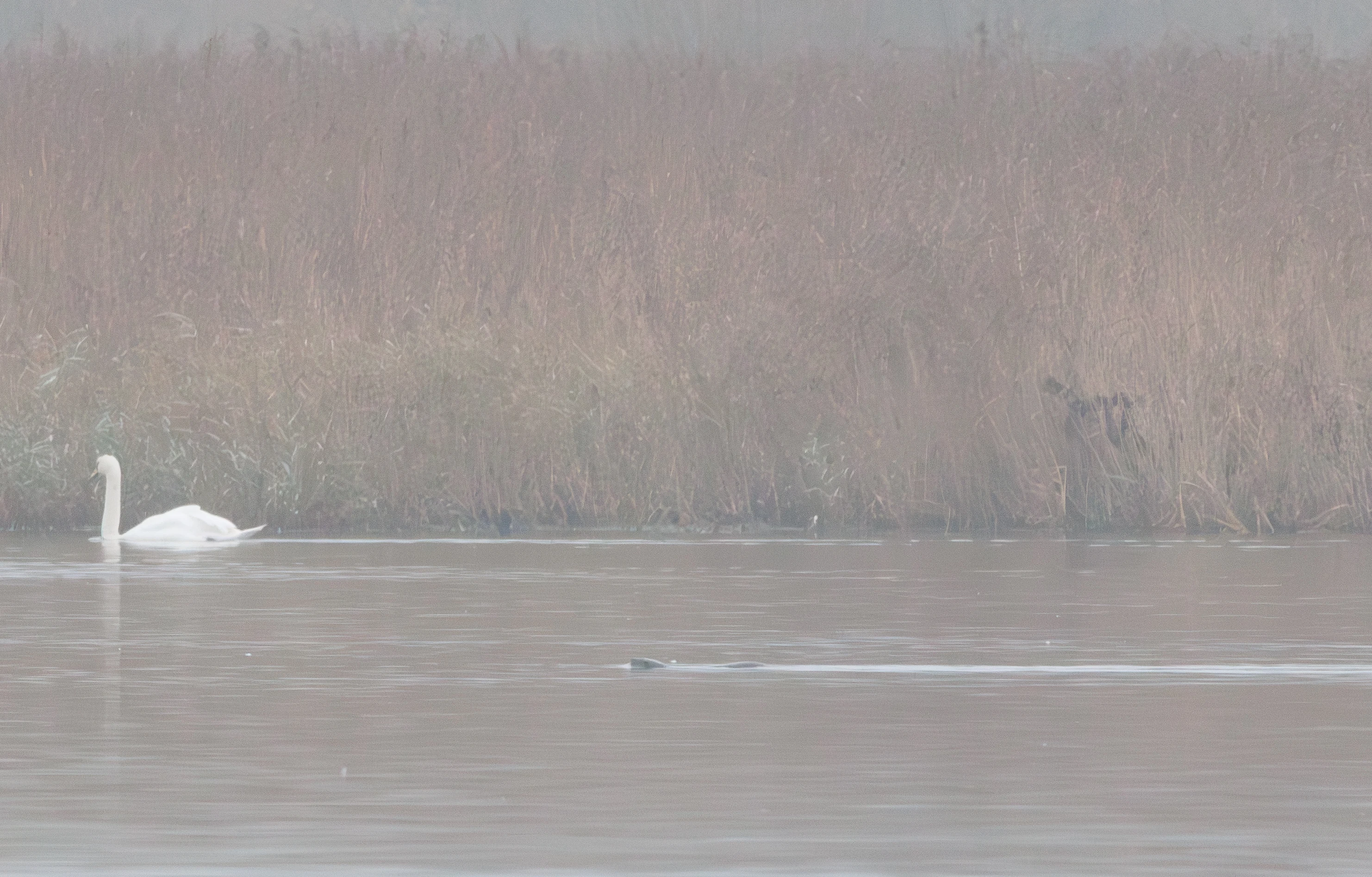 Otter, Leighton Moss, UK — photo by Orlando Prugel-Bennett