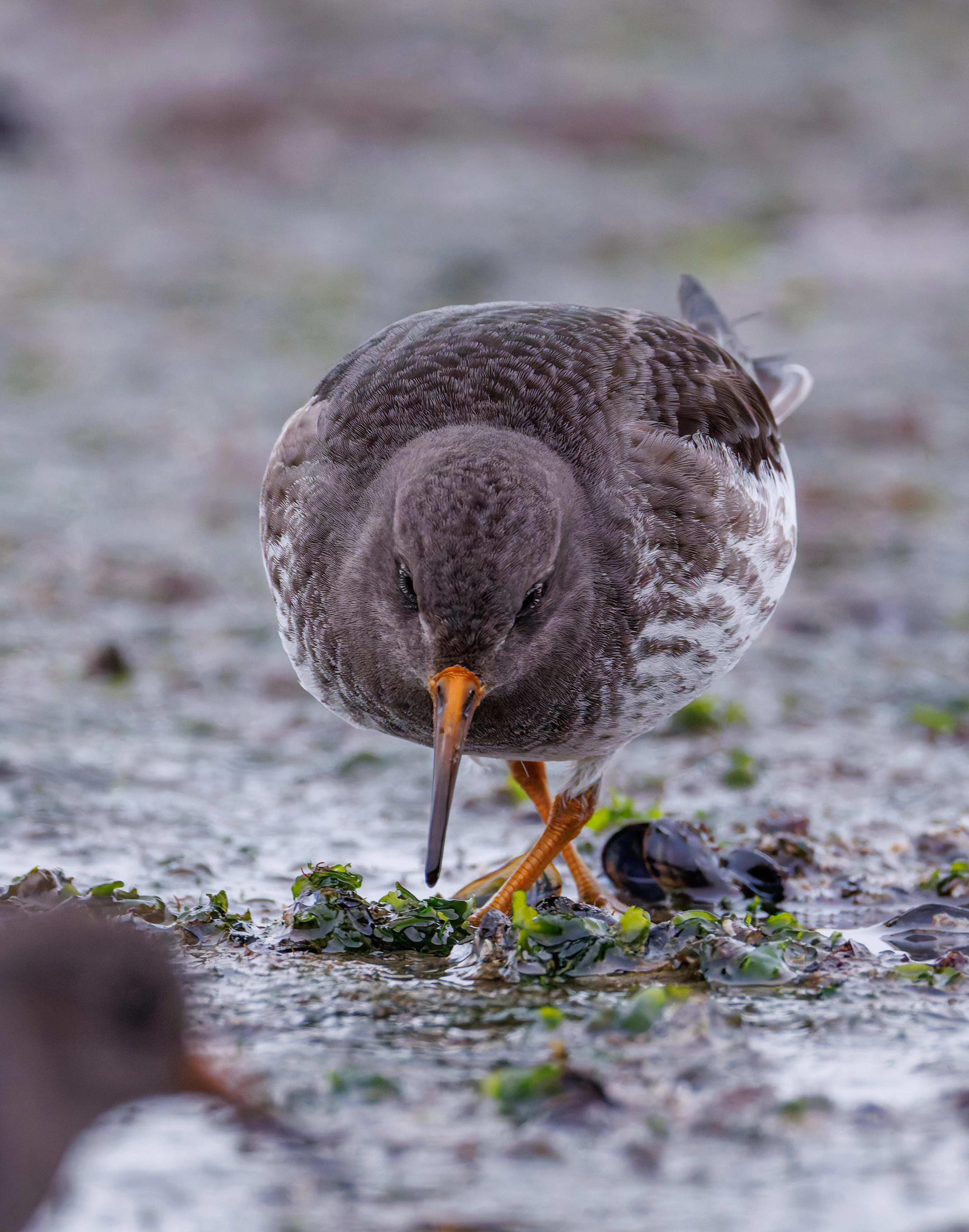 Purple Sandpiper, Zeeland, Netherlands — photo by Orlando Prugel-Bennett