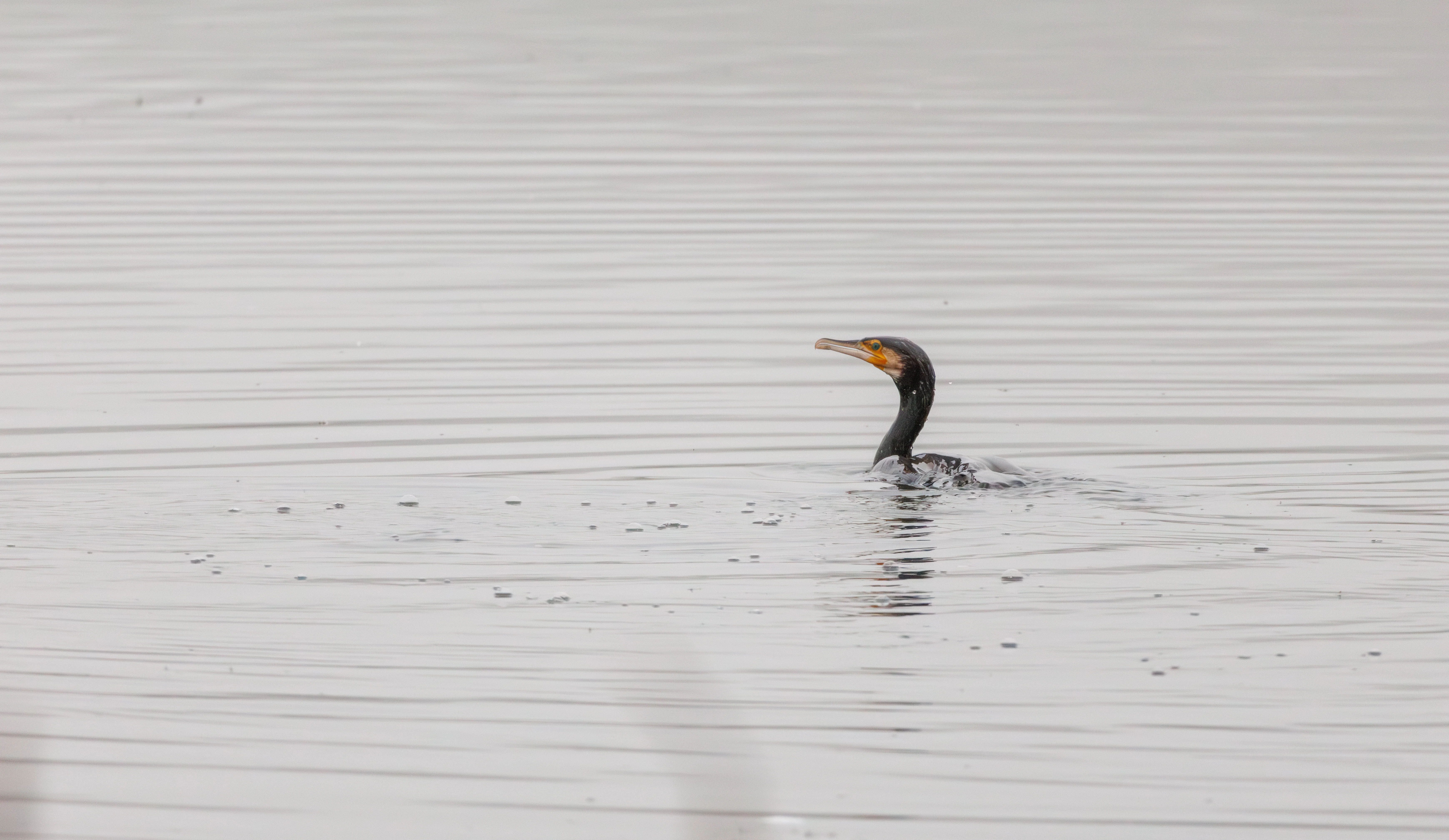 Cormorant, Leighton Moss, UK — photo by Orlando Prugel-Bennett
