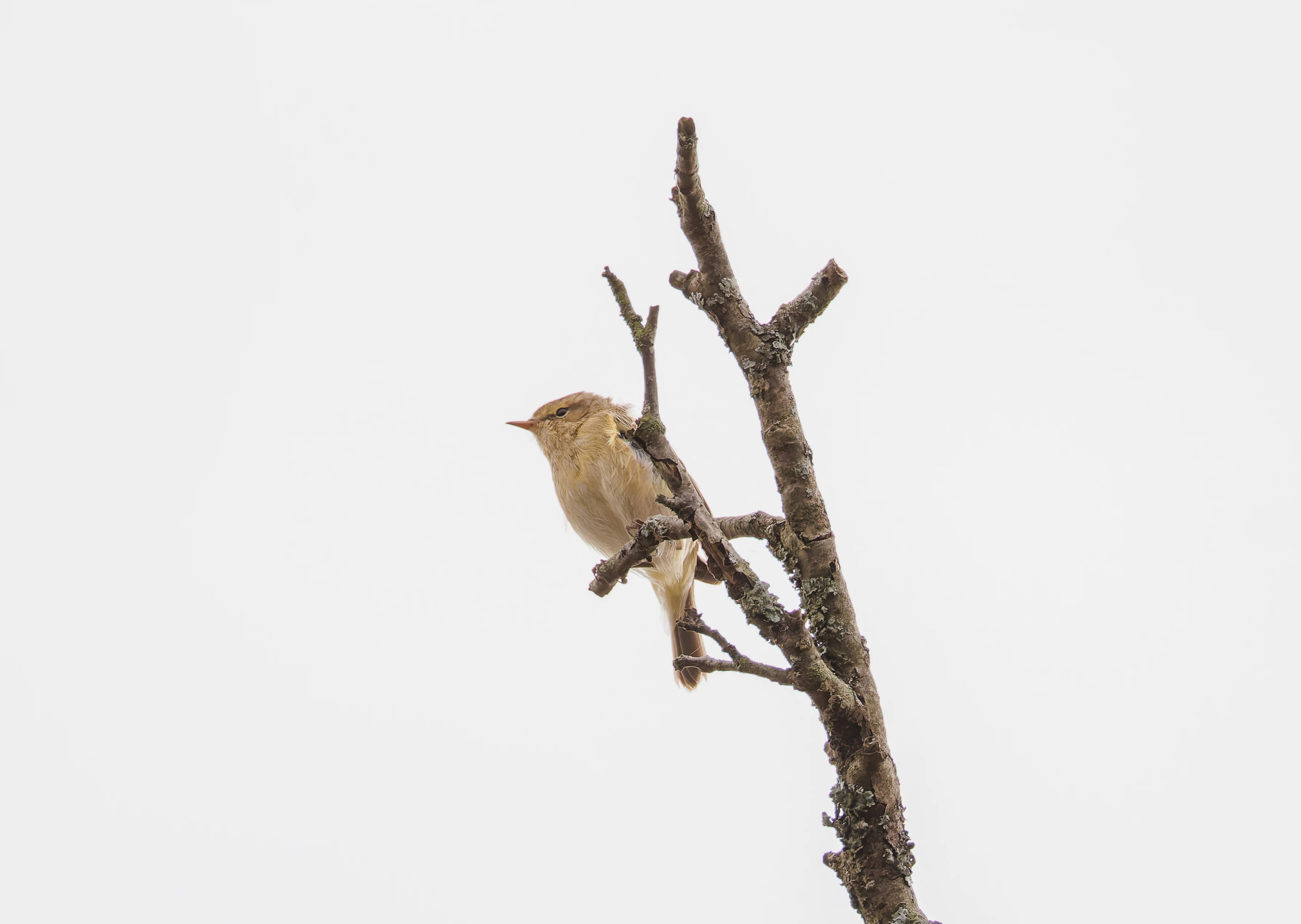 ChiffChaff, Fishlake Meadows, Romsey, Hampshire, UK — photo by Orlando Prugel-Bennett