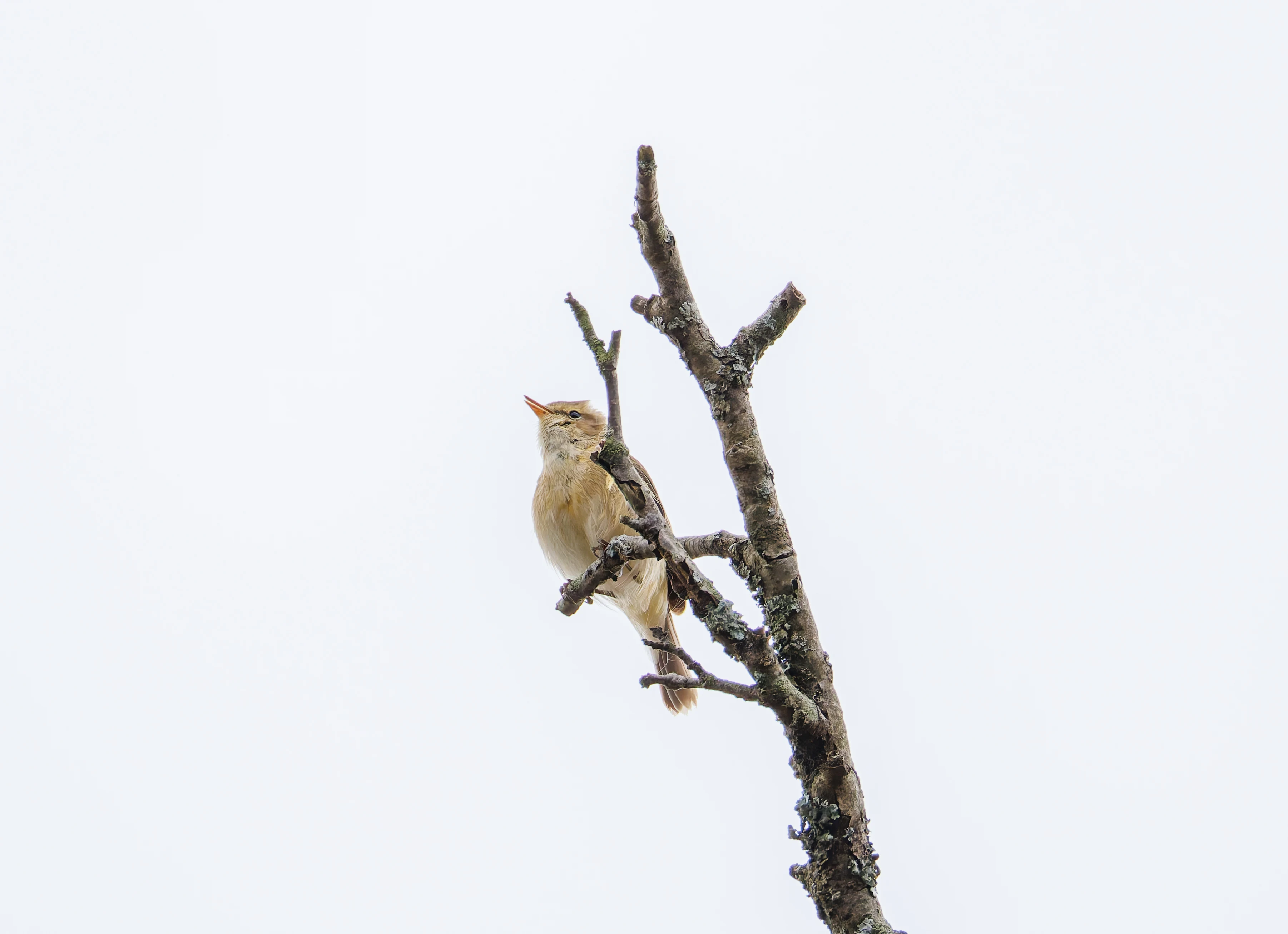Common chiffchaff, Fishlake Meadows, Romsey, Hampshire, UK — photo by Orlando Prugel-Bennett