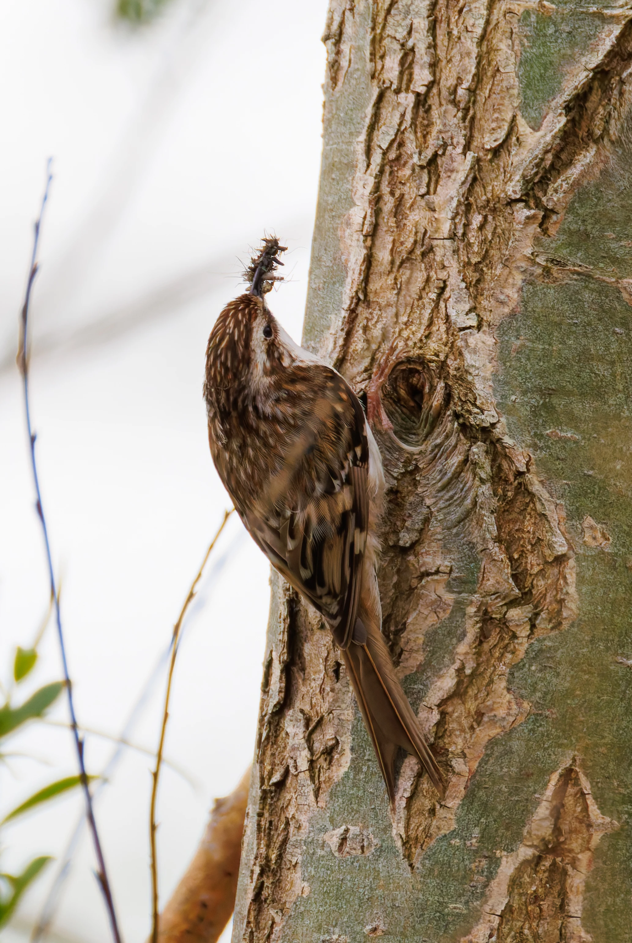 Treecreeper, Fishlake Meadows, Romsey, Hampshire, UK — photo by Orlando Prugel-Bennett
