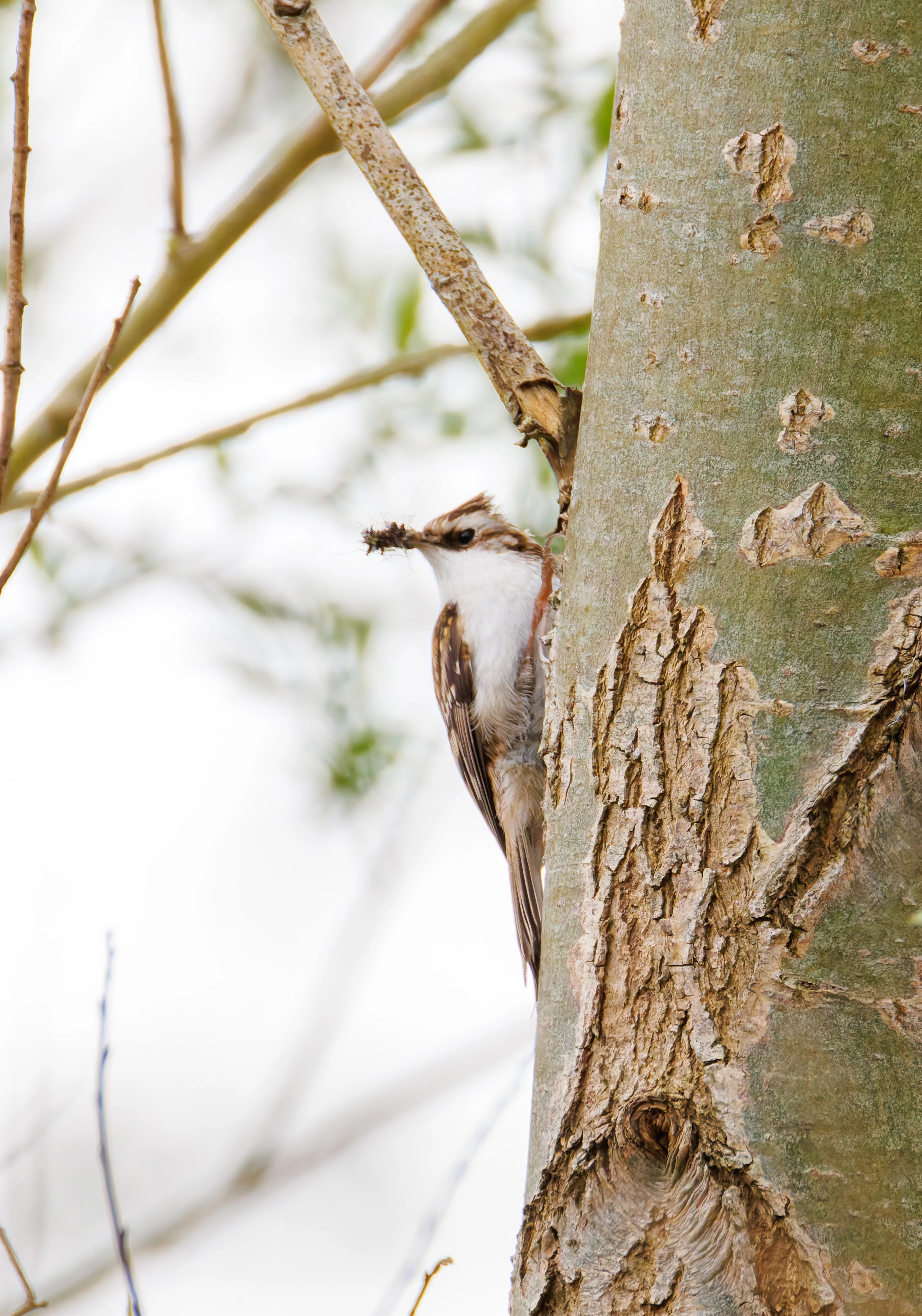 Treecreeper, Fishlake Meadows, Romsey, Hampshire, UK — photo by Orlando Prugel-Bennett