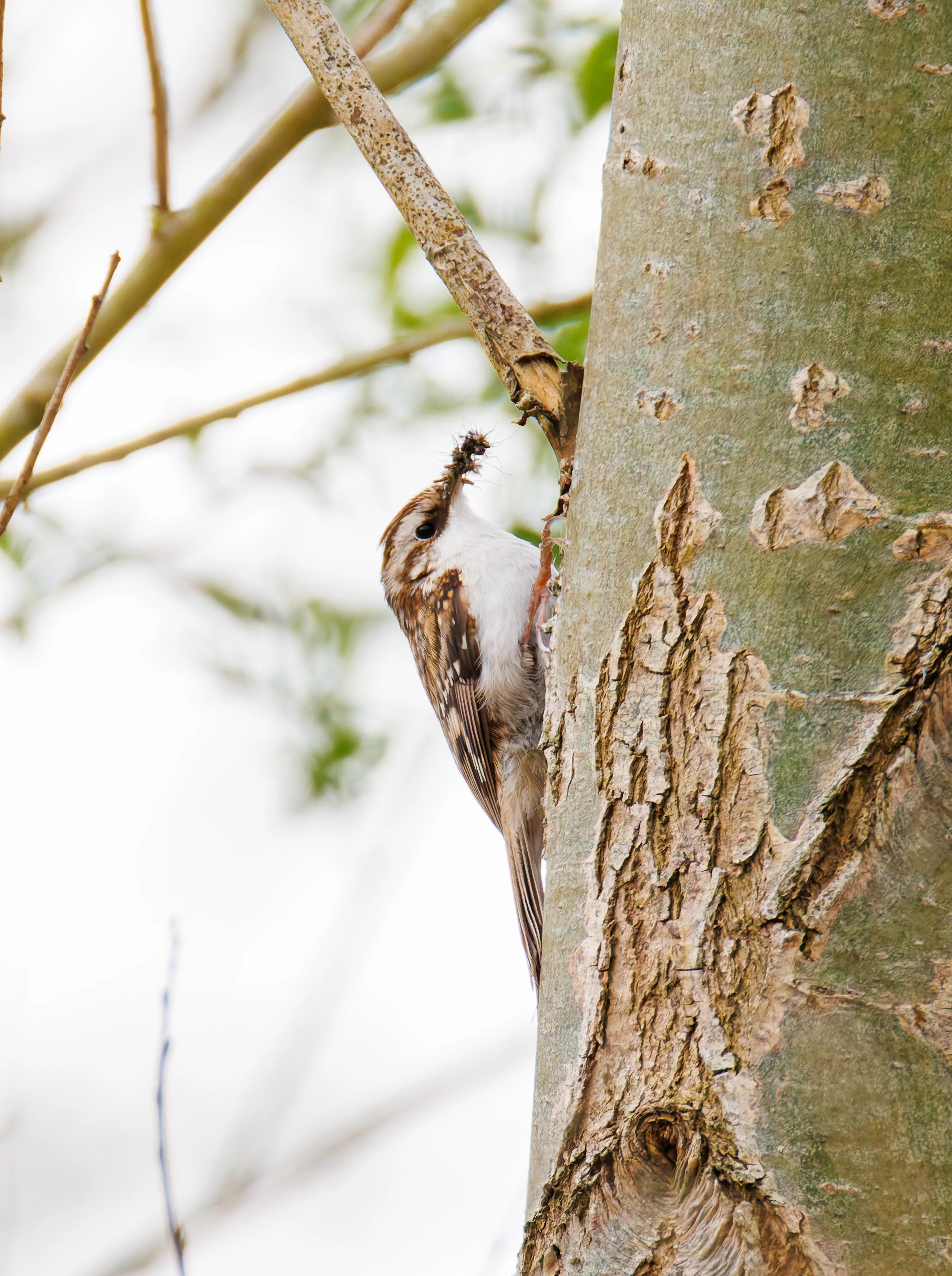 Treecreeper, Fishlake Meadows, Romsey, Hampshire, UK — photo by Orlando Prugel-Bennett