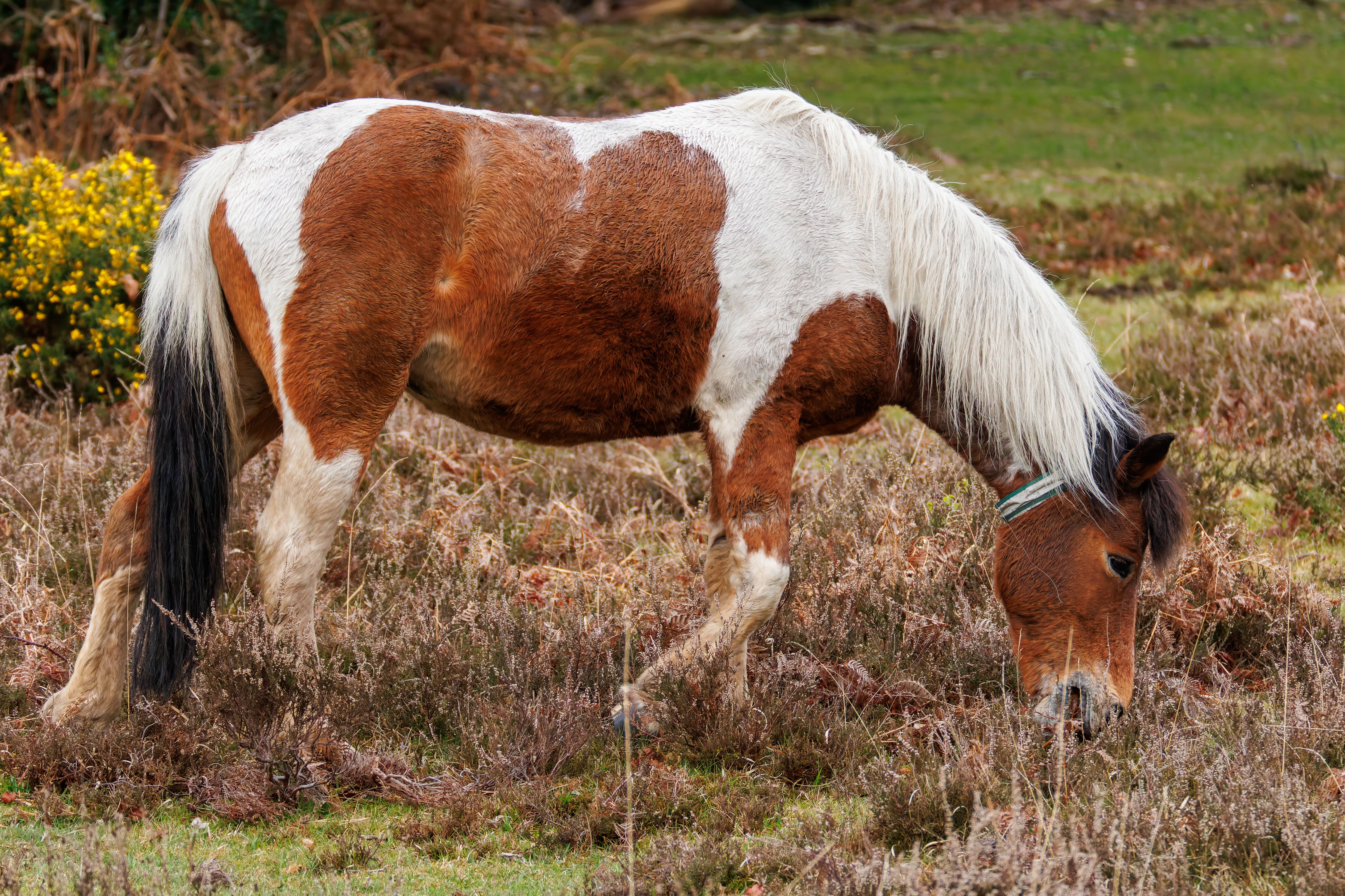 New Forest Pony, Pig Bush, Hampshire, UK — photo by Orlando Prugel-Bennett