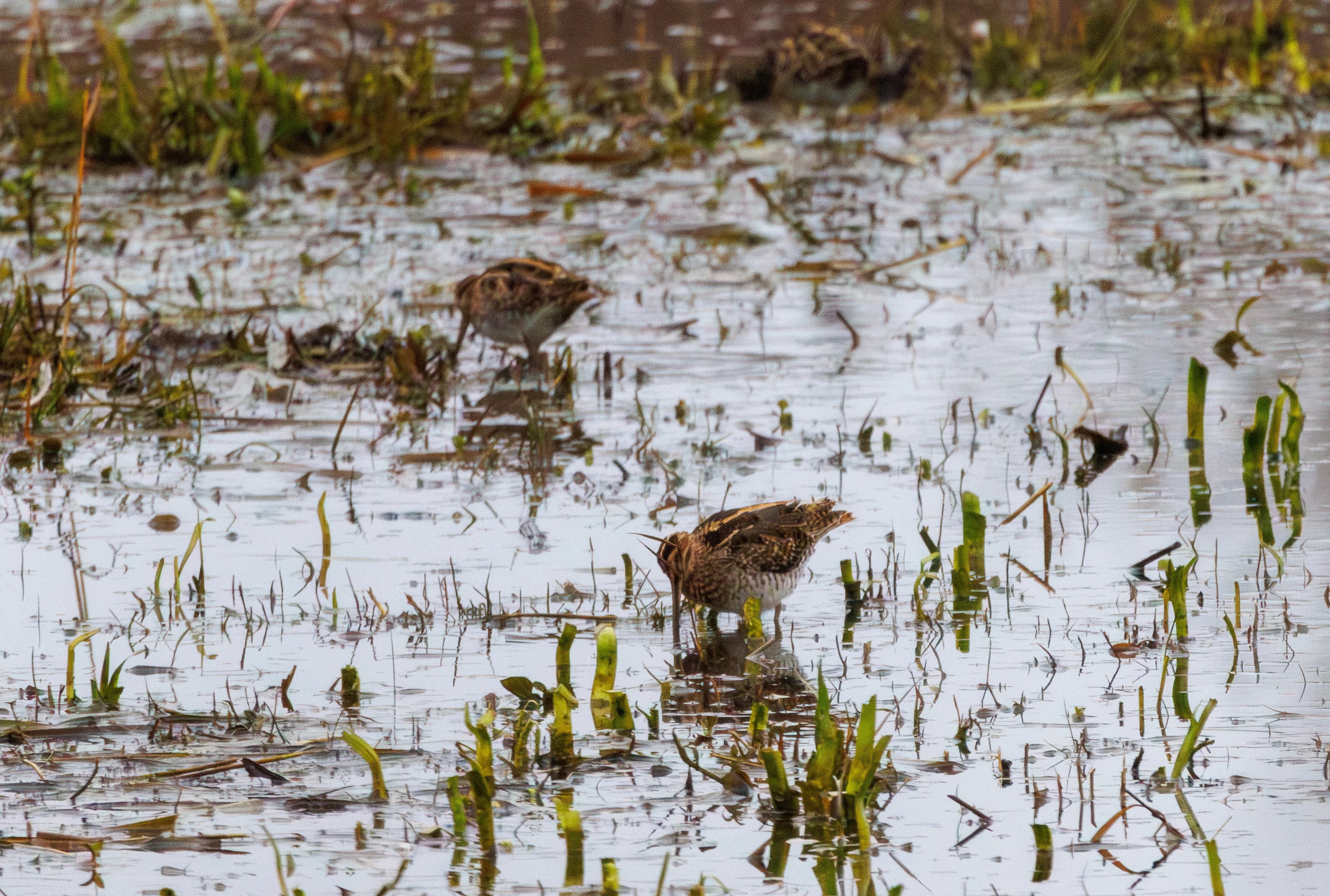 Snipe, Leighton Moss, UK — photo by Orlando Prugel-Bennett