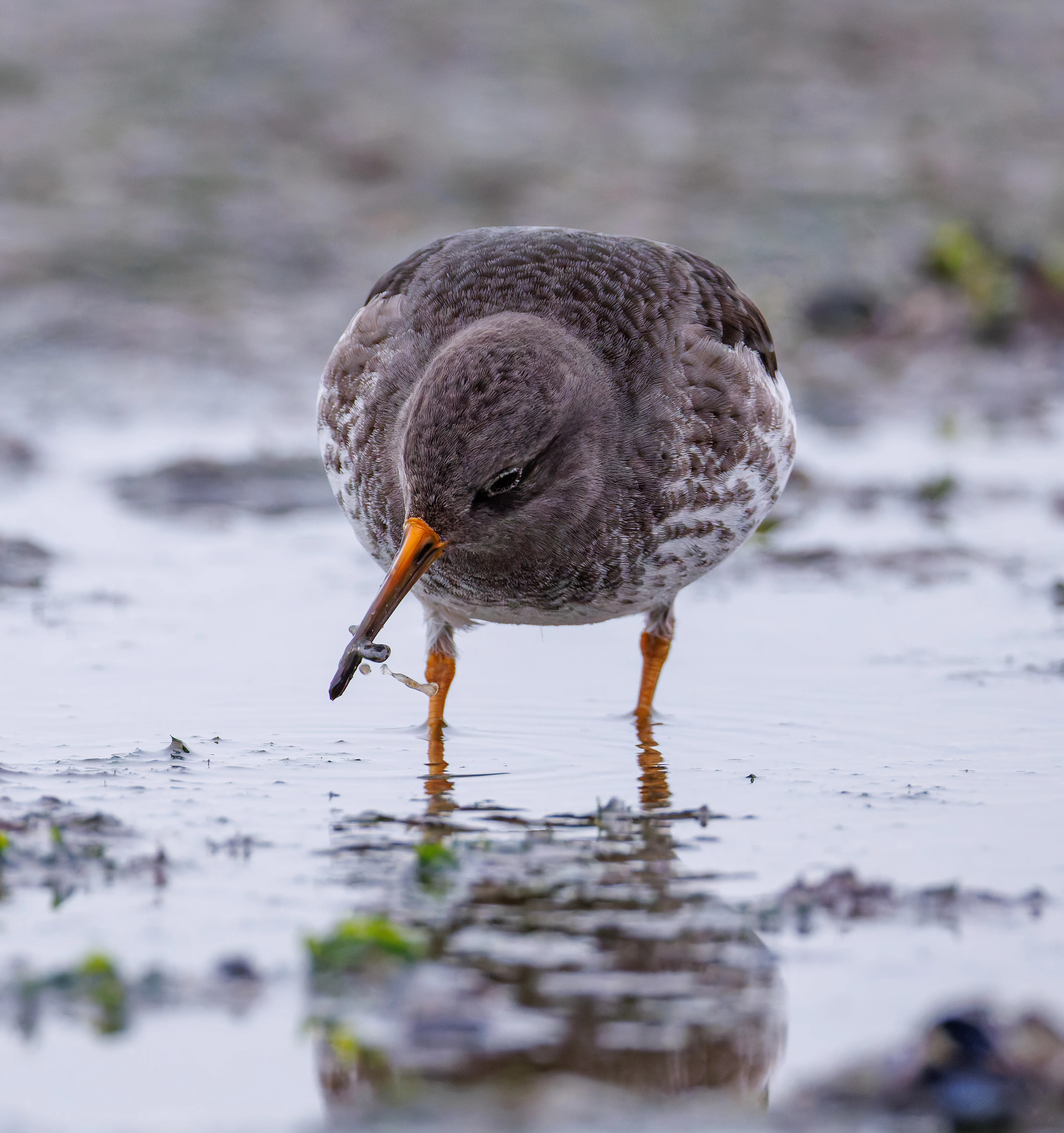 Purple Sandpiper, Zeeland, Netherlands — photo by Orlando Prugel-Bennett