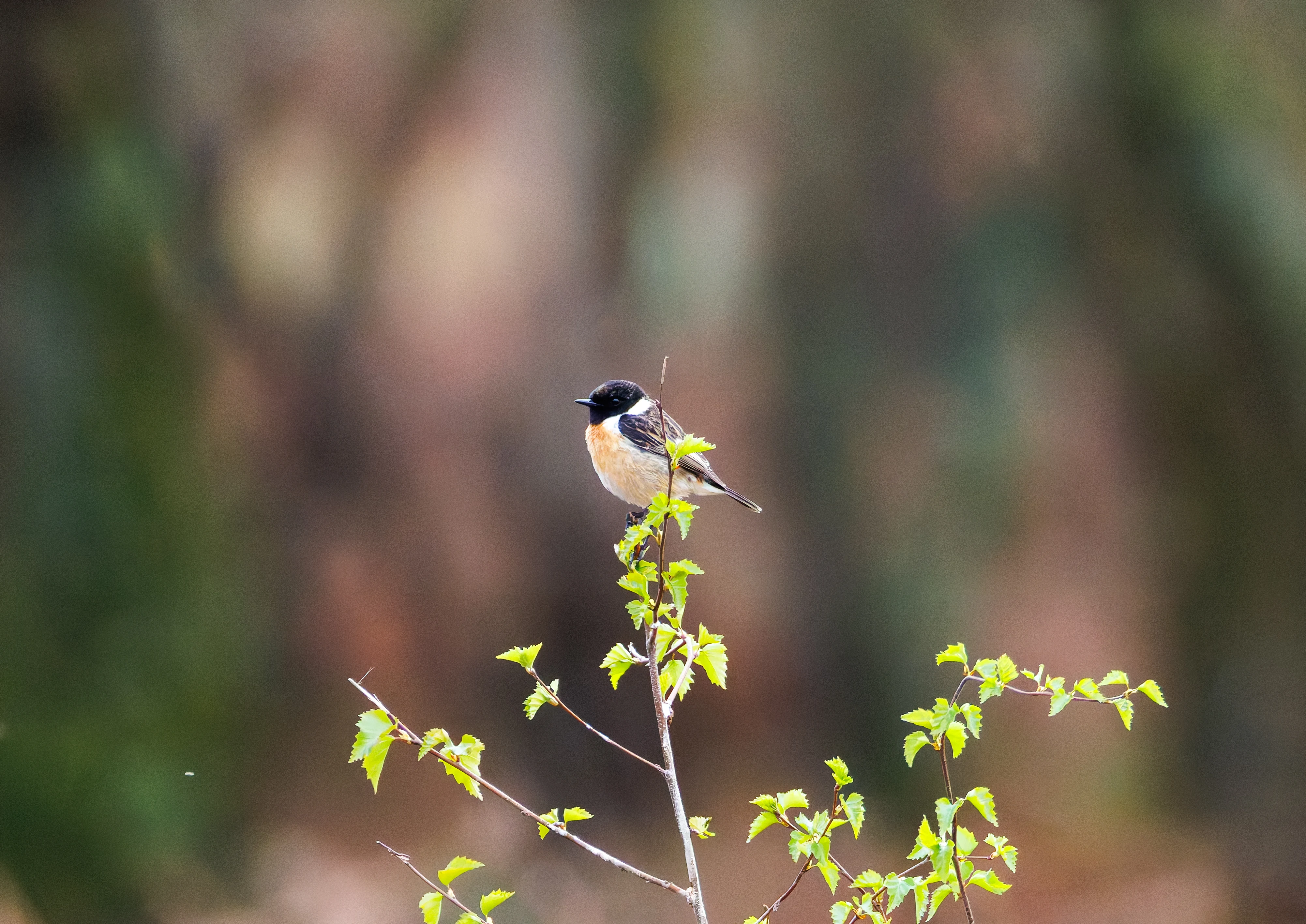 Stonechat, Pig Bush, Hampshire, UK — photo by Orlando Prugel-Bennett