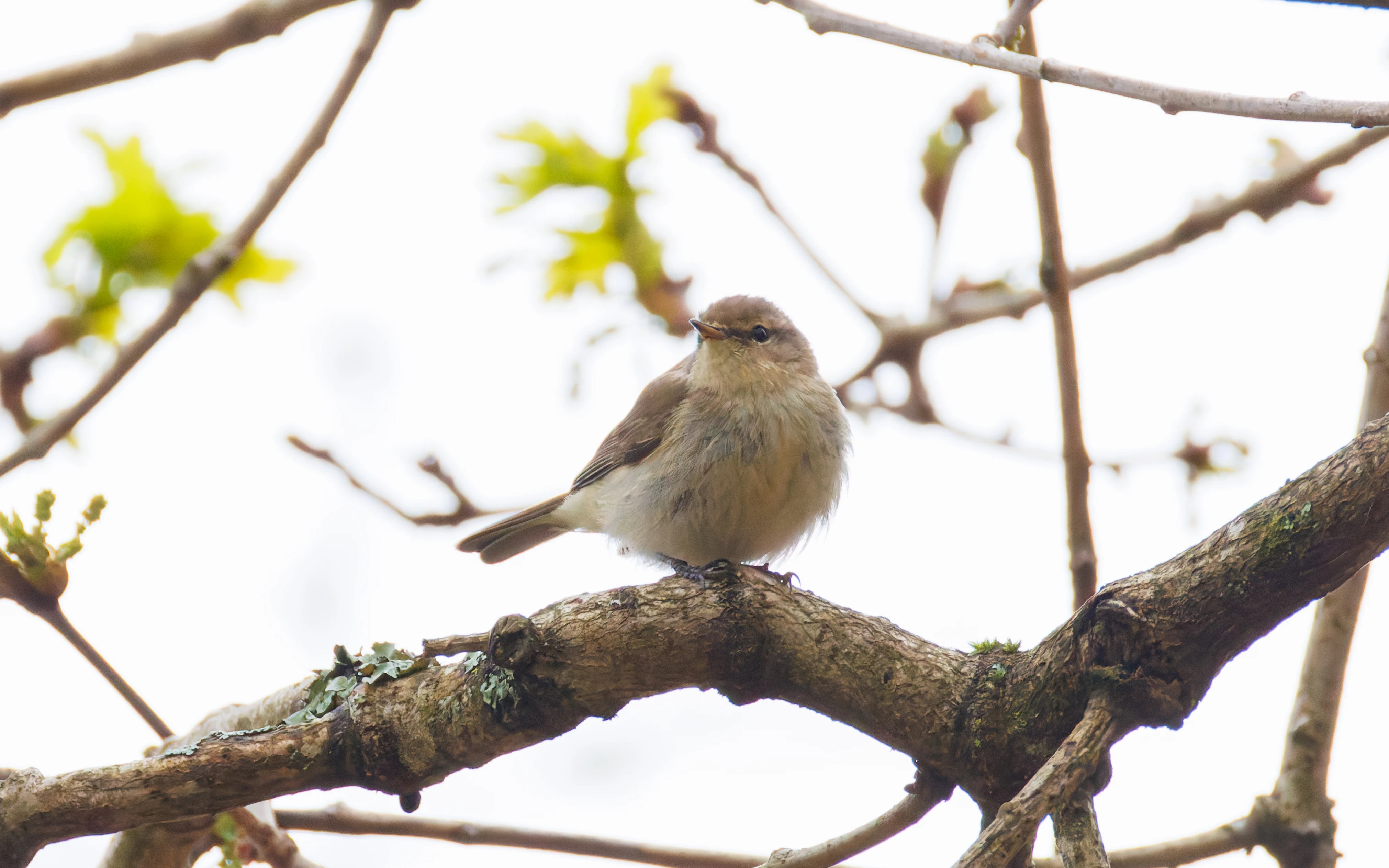 Chiffchaff, Pig Bush, Hampshire, UK — photo by Orlando Prugel-Bennett