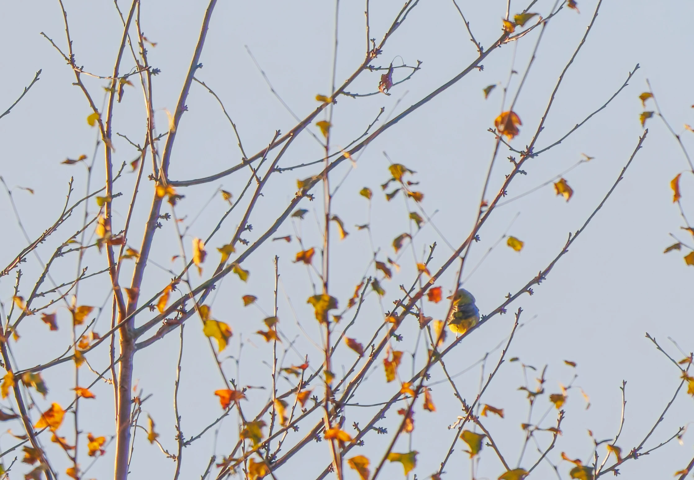 Scarlet tanager
Bird
Scarlet tanager
Bird
Scarlet tanager
Bird
S, Halifax, UK — photo by Orlando Prugel-Bennett