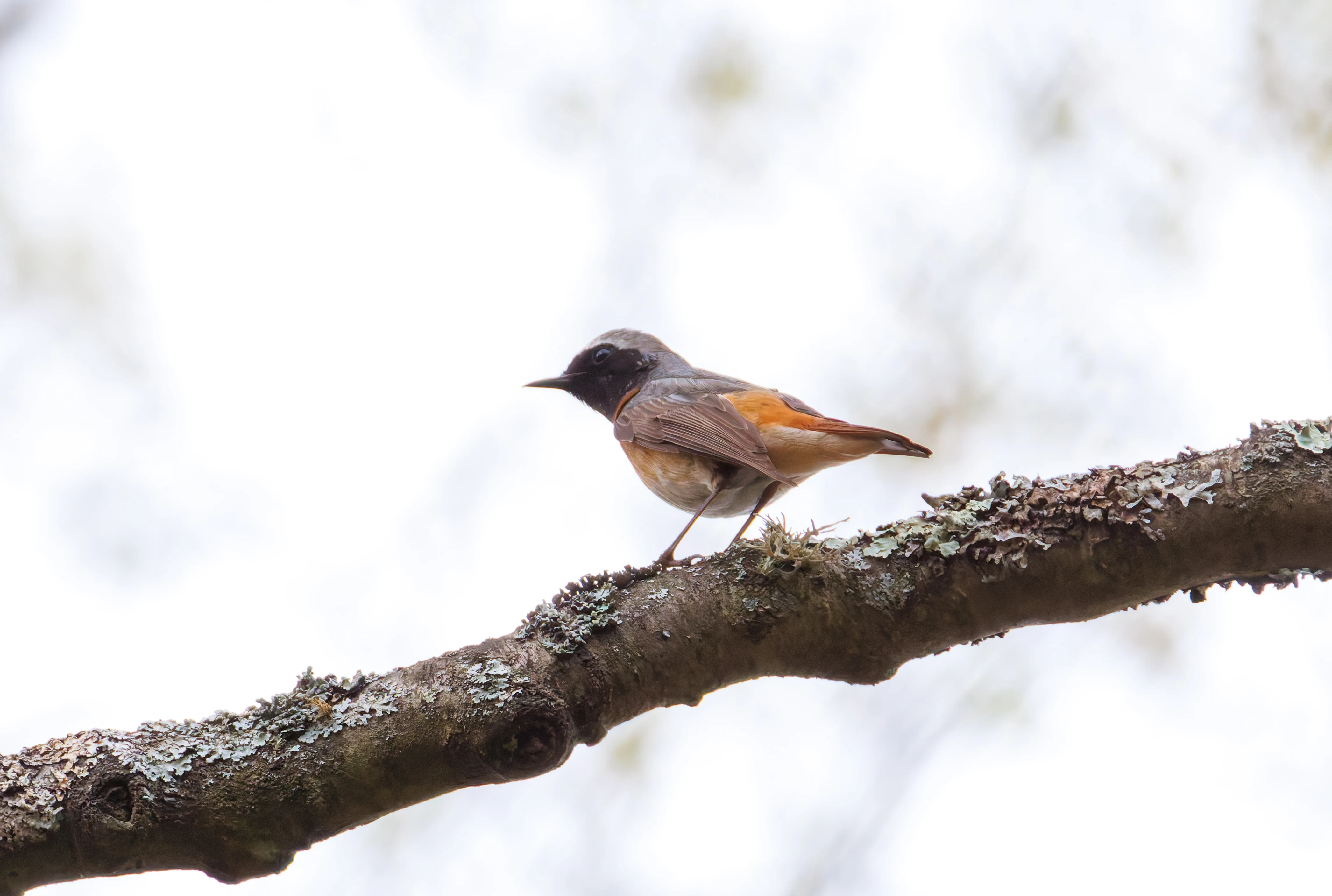 Common Redstart, Pig Bush, Hampshire, UK — photo by Orlando Prugel-Bennett