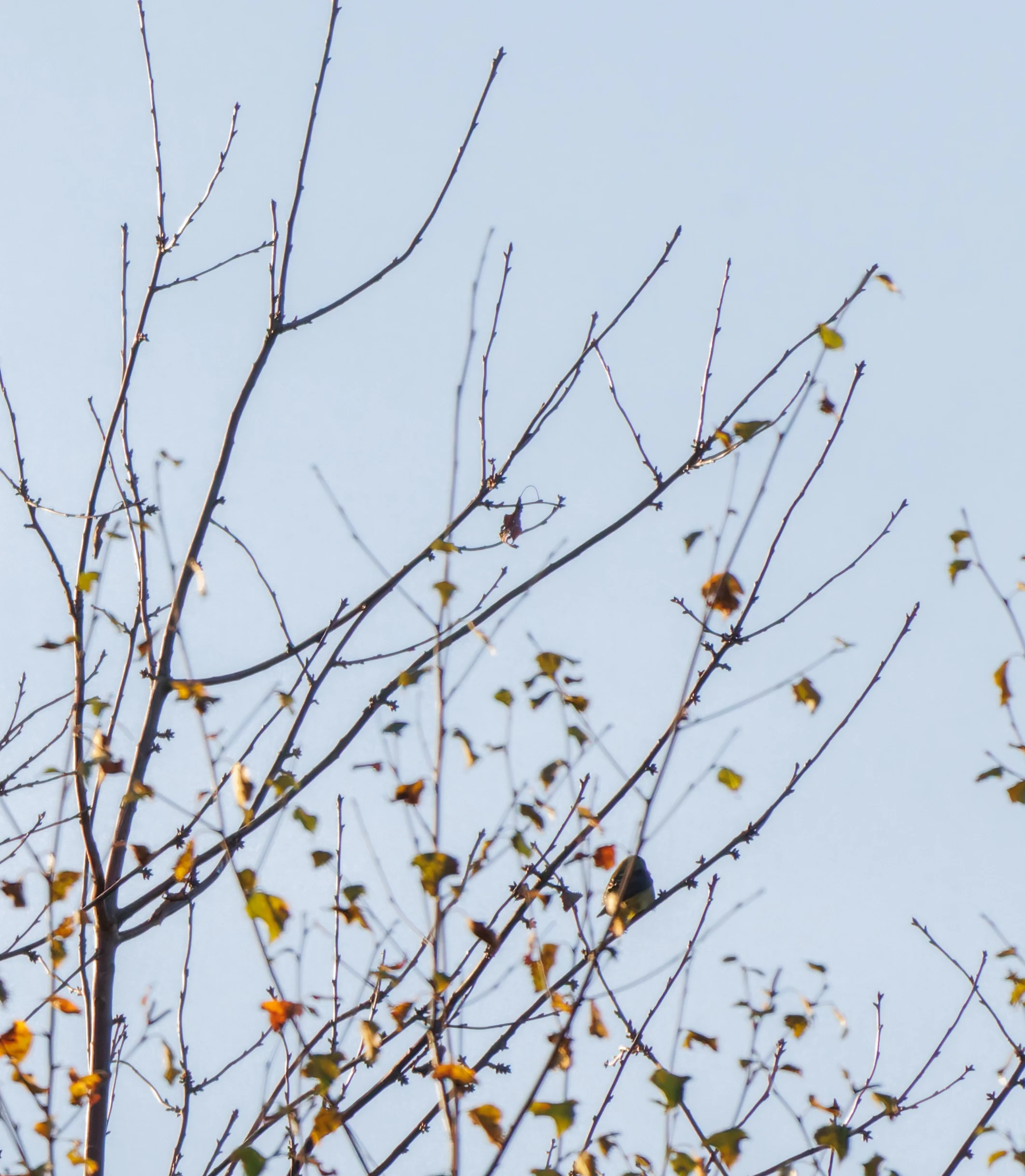Scarlet tanager
Bird
Scarlet tanager
Bird
Scarlet tanager
Bird
S, Halifax, UK — photo by Orlando Prugel-Bennett