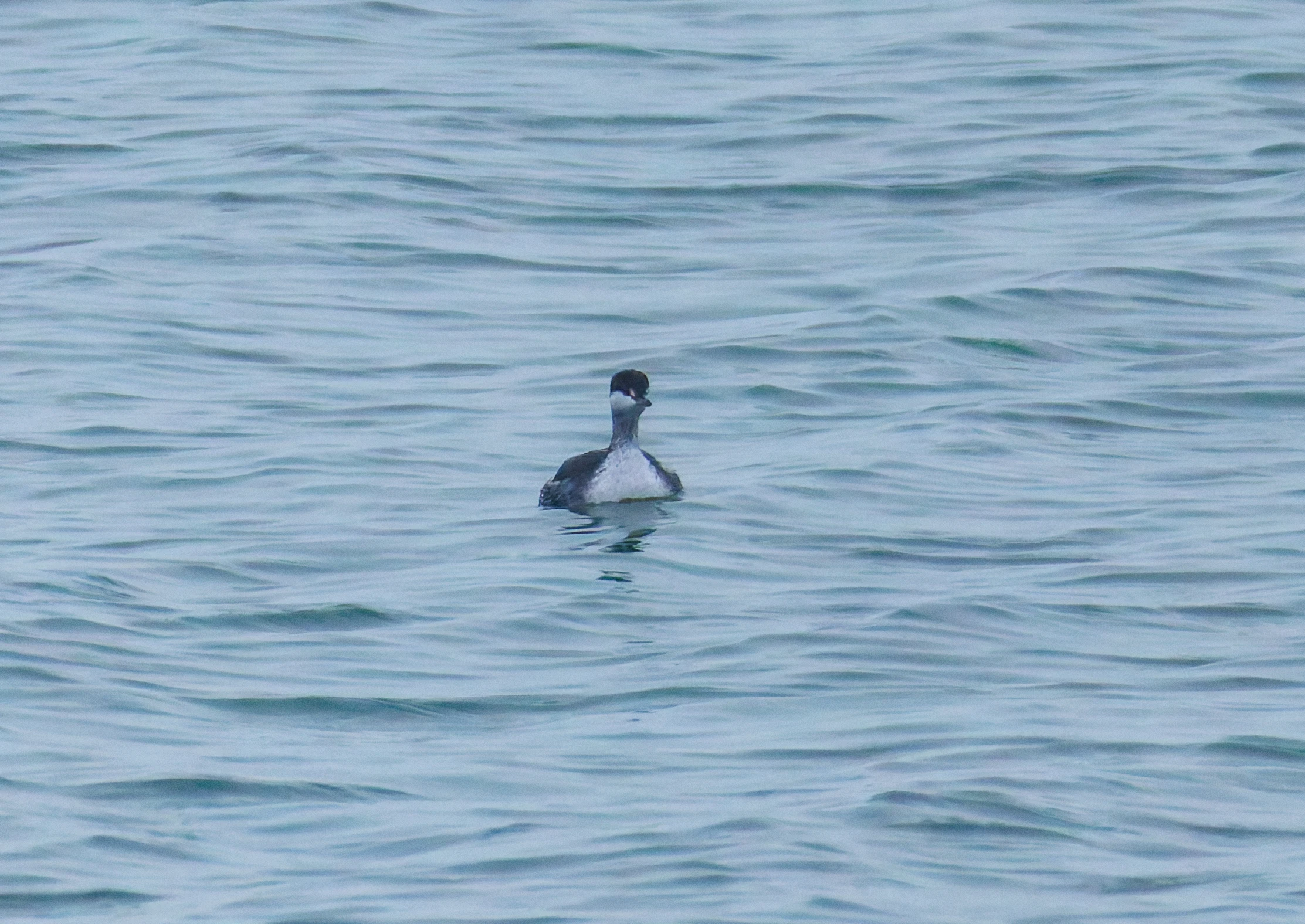 Slavonian Grebe, Zeeland, Netherlands — photo by Orlando Prugel-Bennett