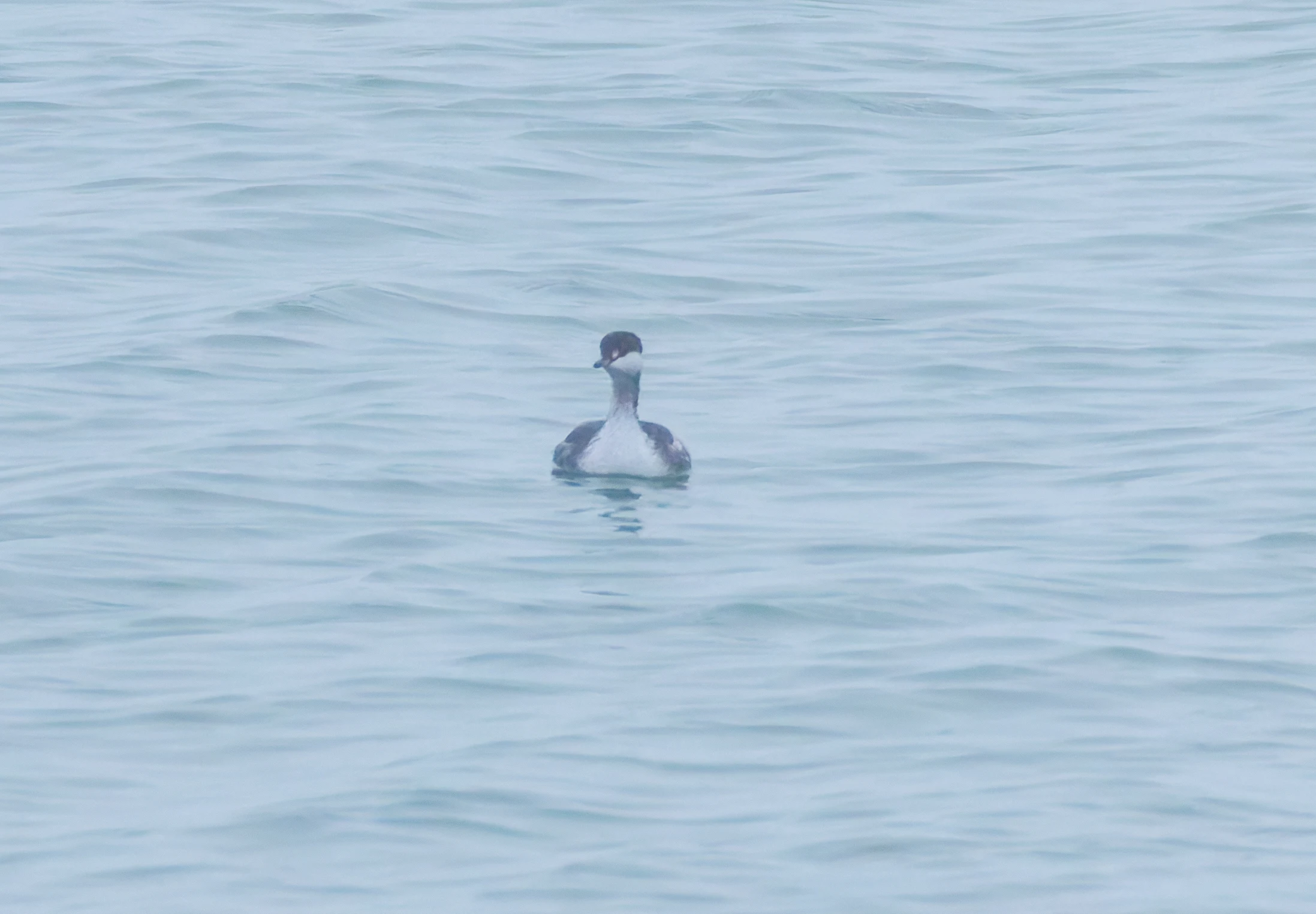 Slavonian Grebe, Zeeland, Netherlands — photo by Orlando Prugel-Bennett