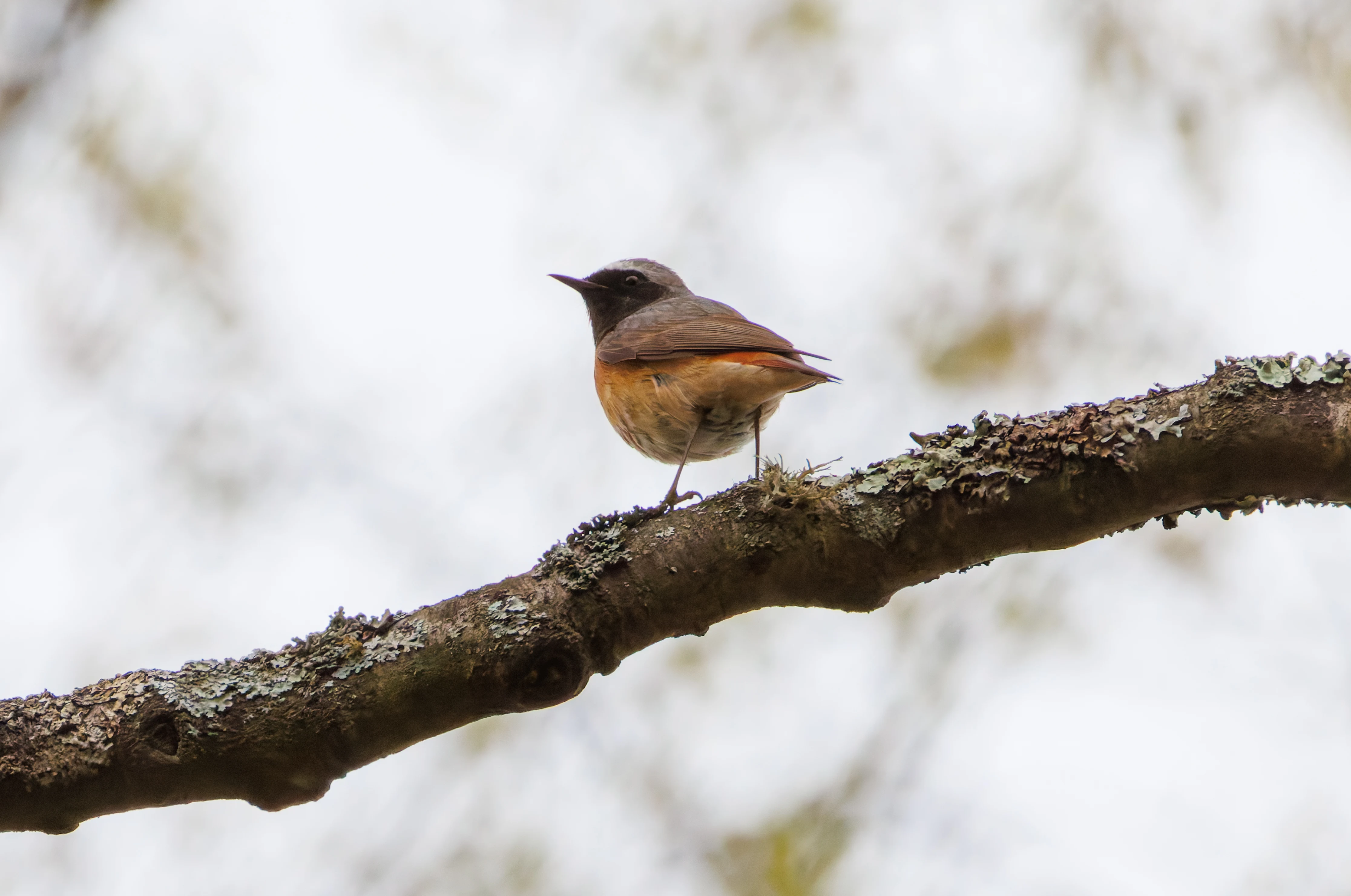 Common Redstart, Pig Bush, Hampshire, UK — photo by Orlando Prugel-Bennett