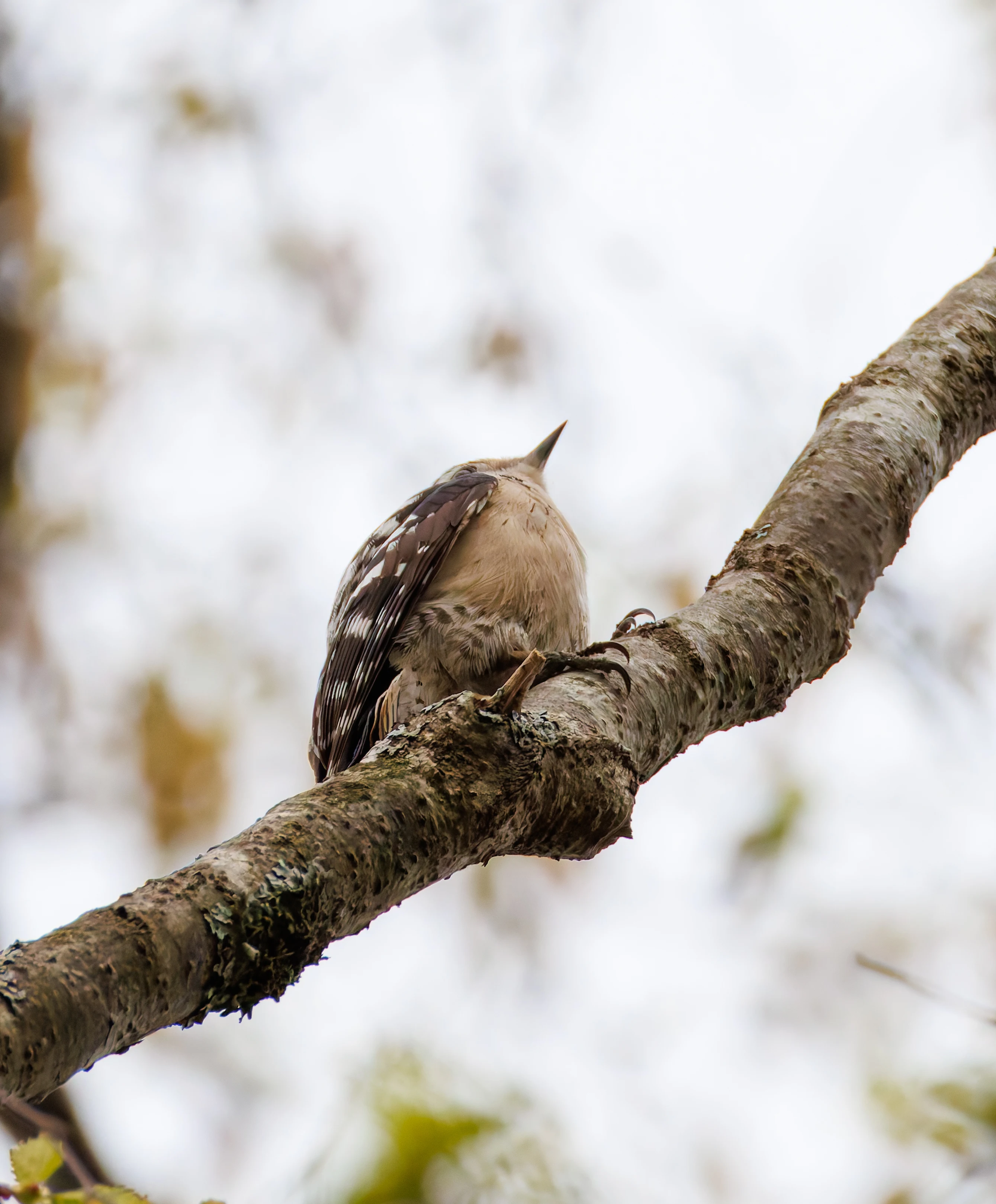 Lesser Spotted Woodpecker, Pig Bush, Hampshire, UK — photo by Orlando Prugel-Bennett