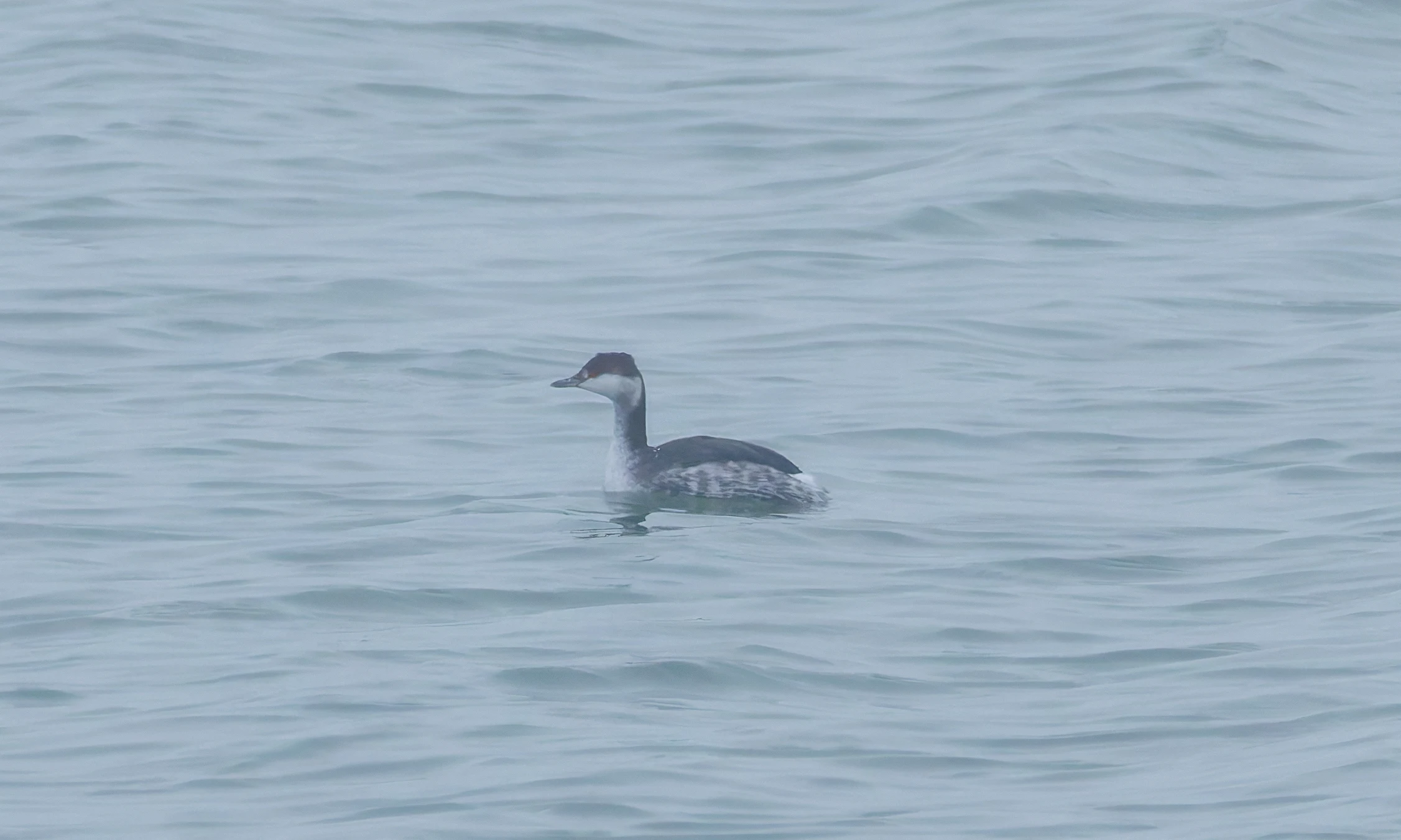 Slavonian Grebe, Zeeland, Netherlands — photo by Orlando Prugel-Bennett