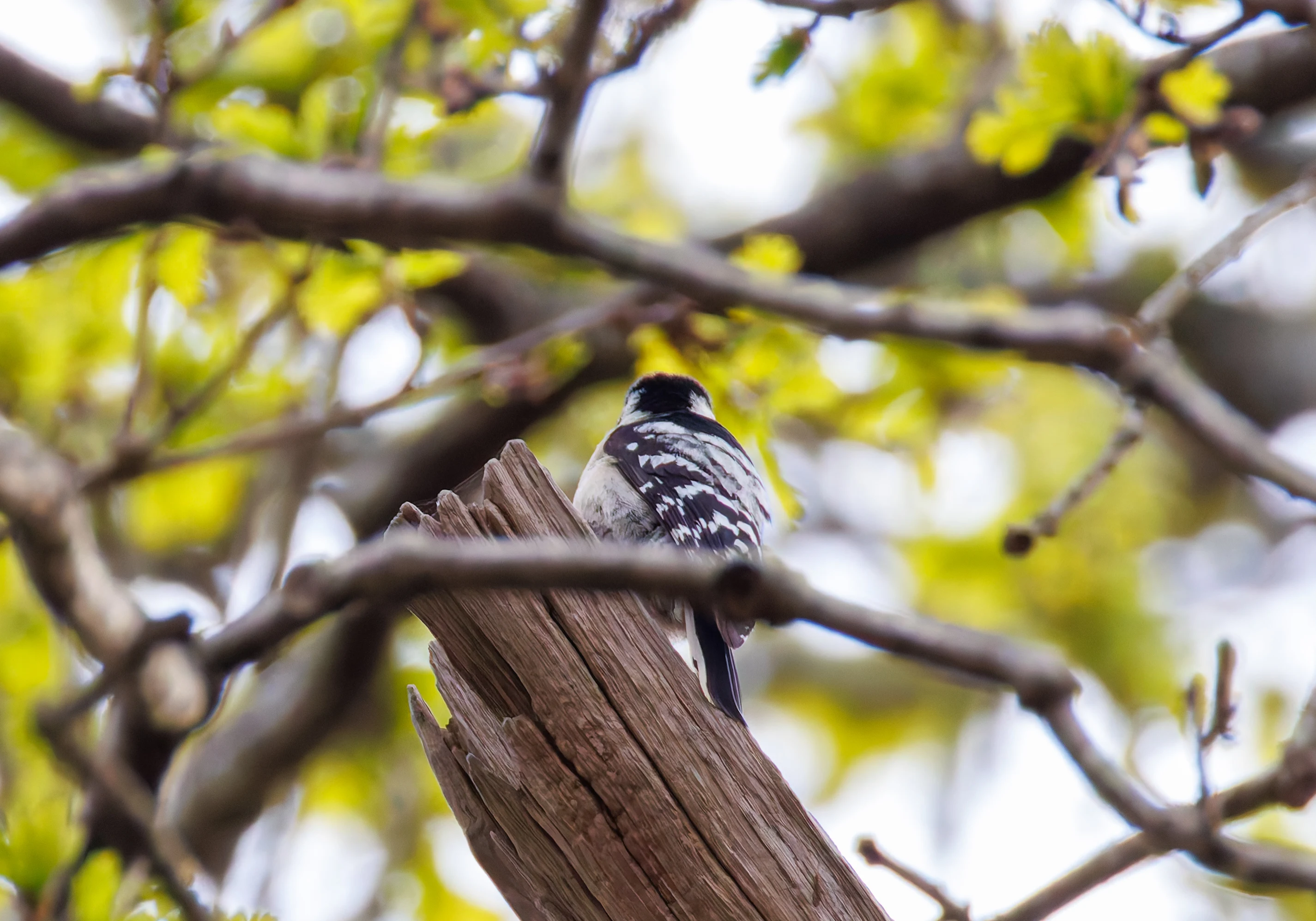 Lesser Spotted Woodpecker, Pig Bush, Hampshire, UK — photo by Orlando Prugel-Bennett