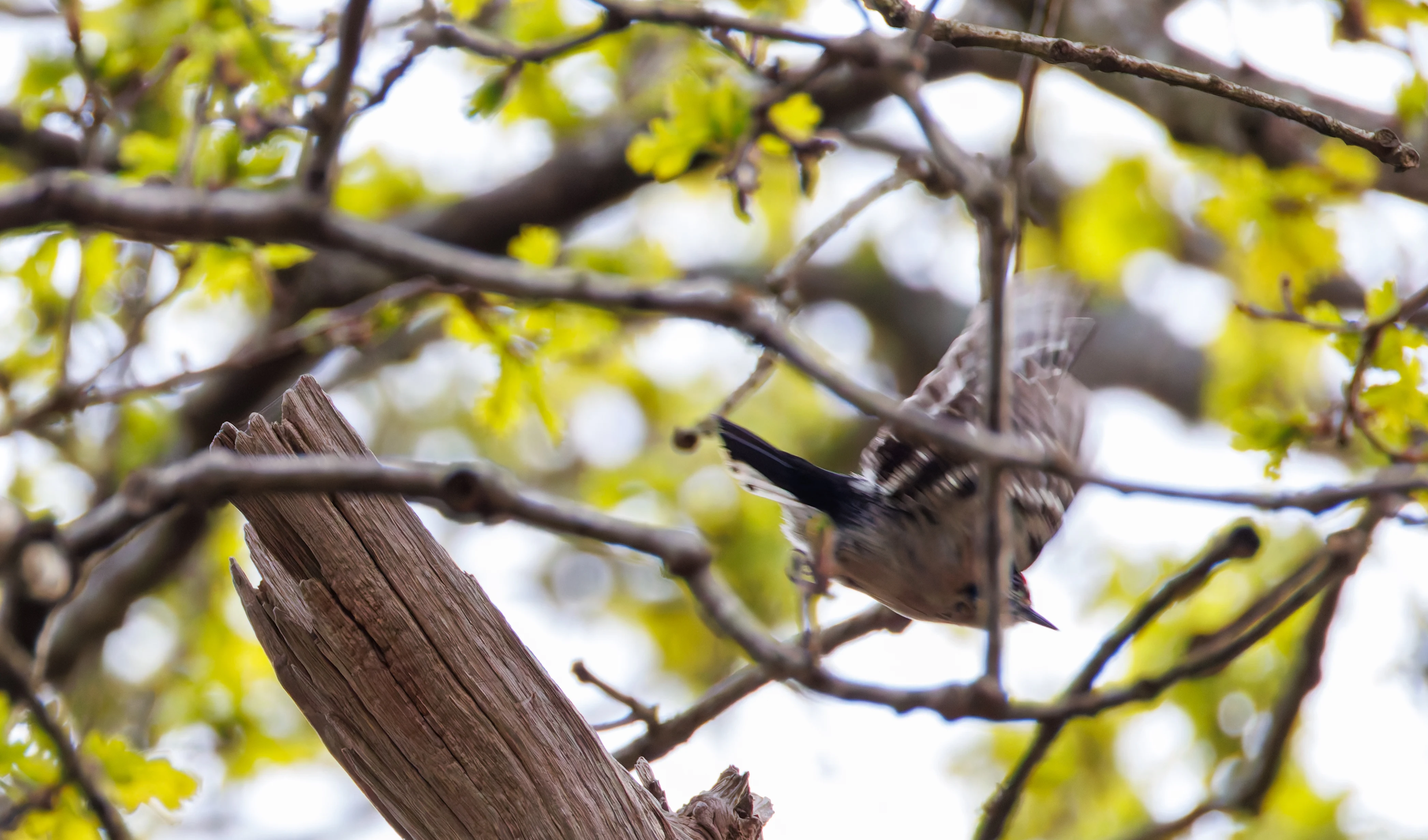Lesser Spotted Woodpecker, Pig Bush, Hampshire, UK — photo by Orlando Prugel-Bennett