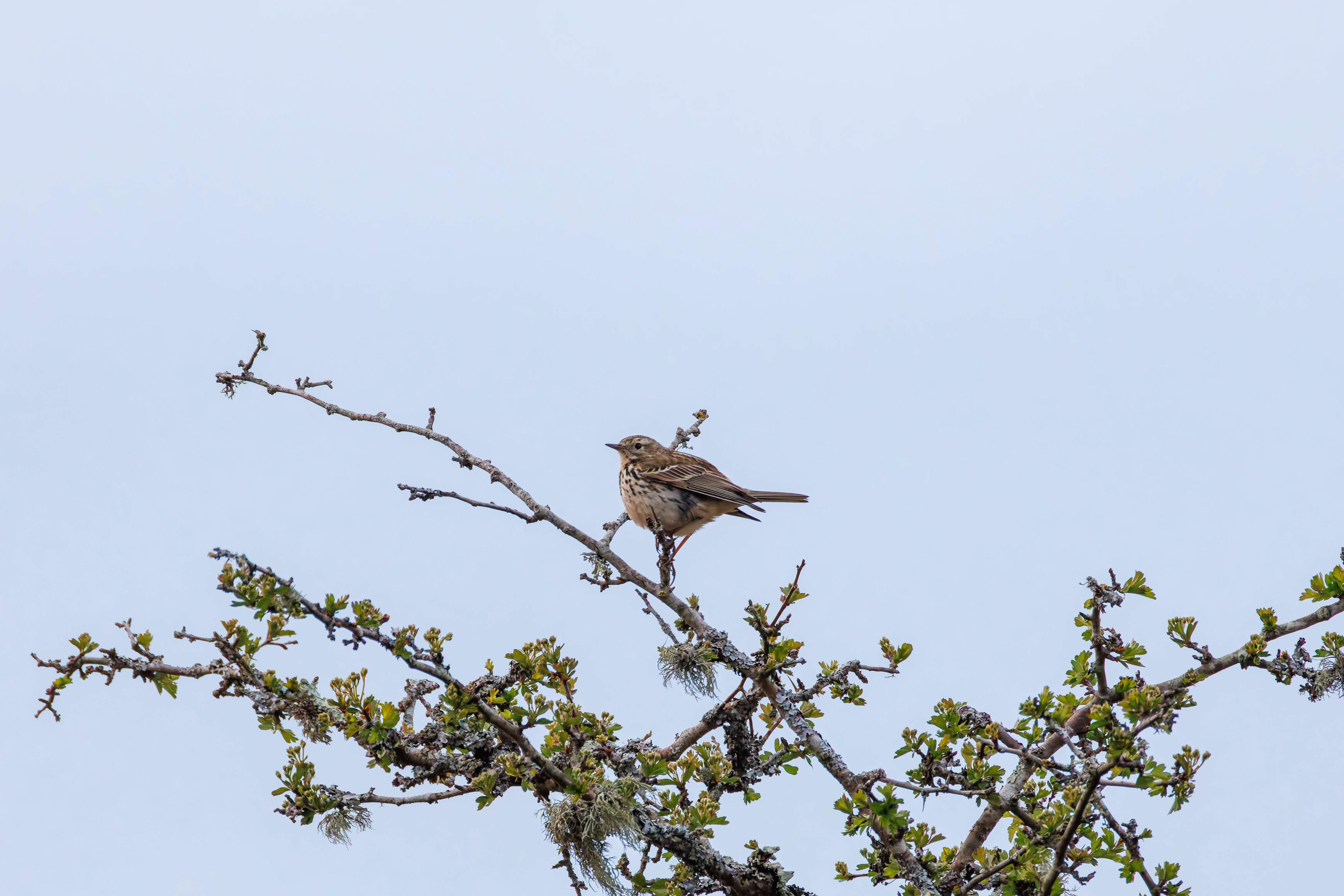 Meadow Pipit, Pig Bush, Hampshire, UK — photo by Orlando Prugel-Bennett