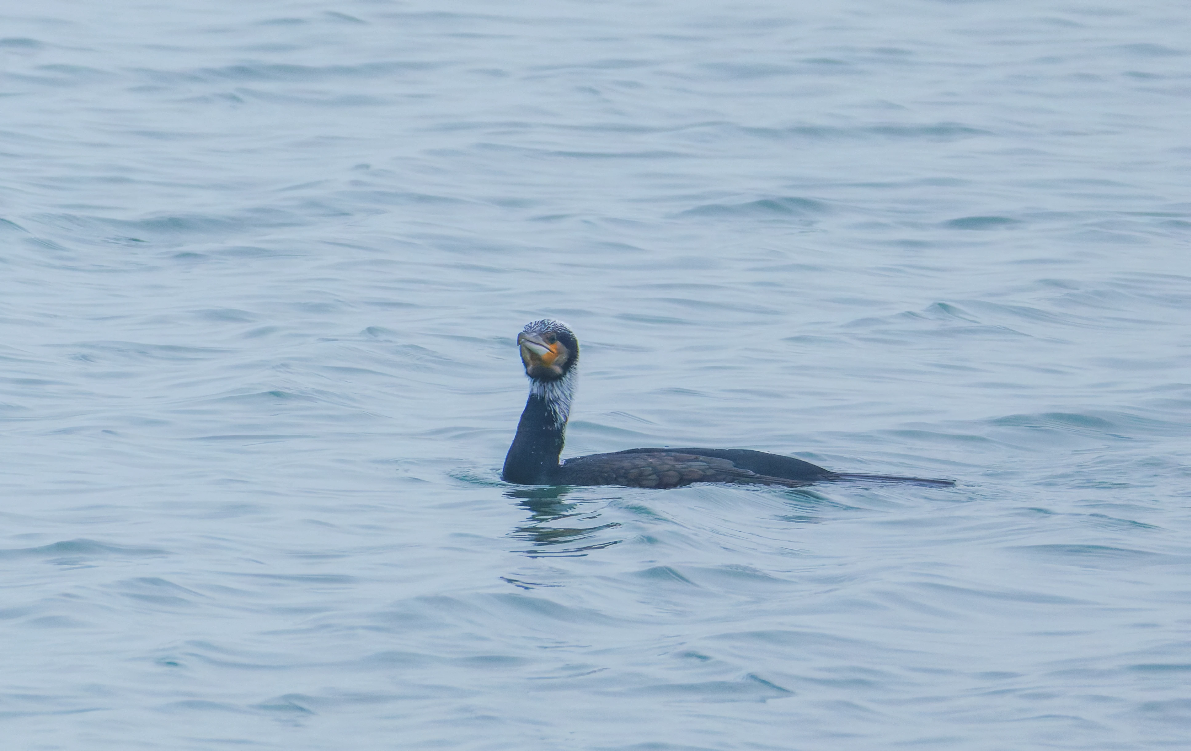 Cormorant, Zeeland, Netherlands — photo by Orlando Prugel-Bennett