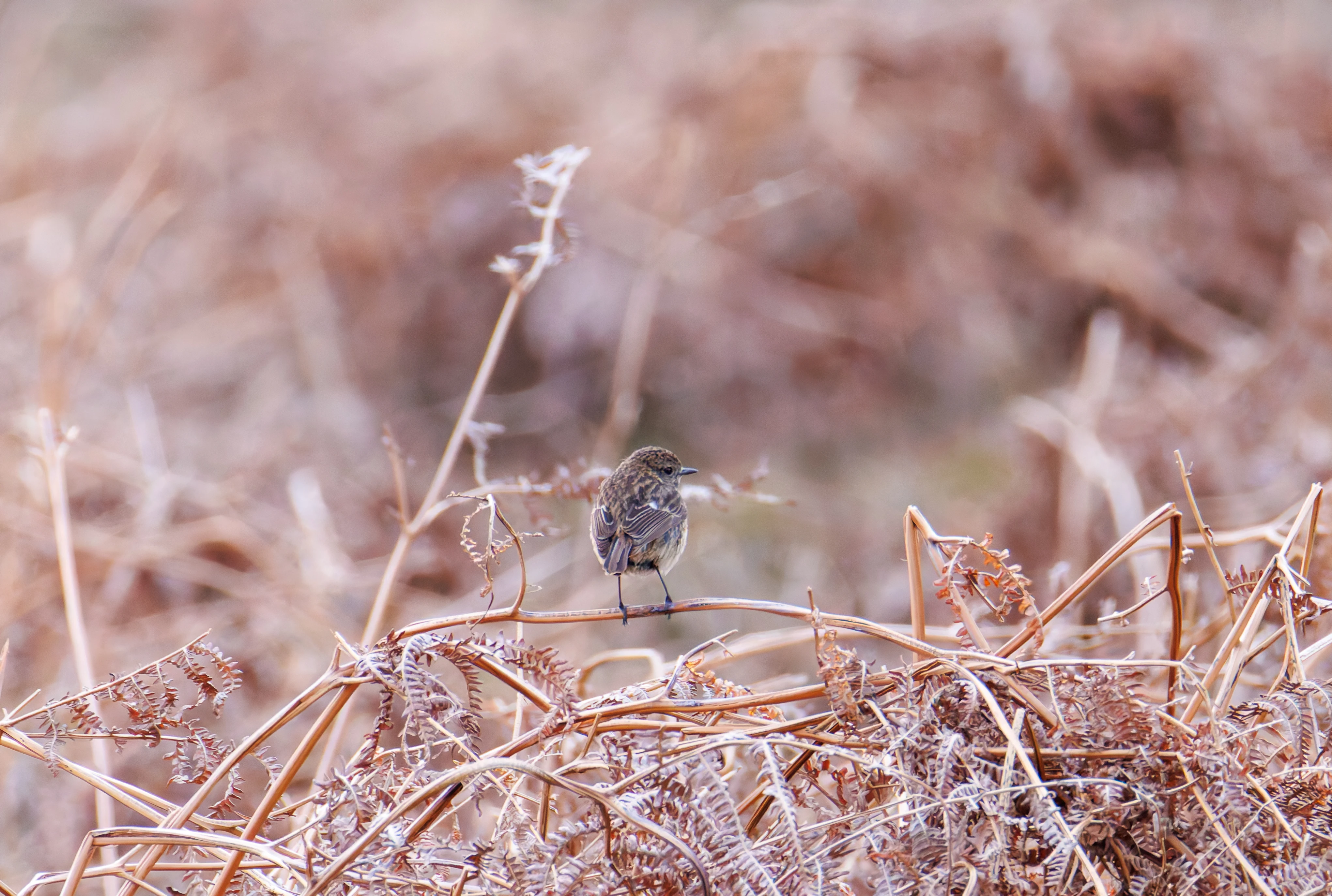 European Stonechat, Pig Bush, Hampshire, UK — photo by Orlando Prugel-Bennett