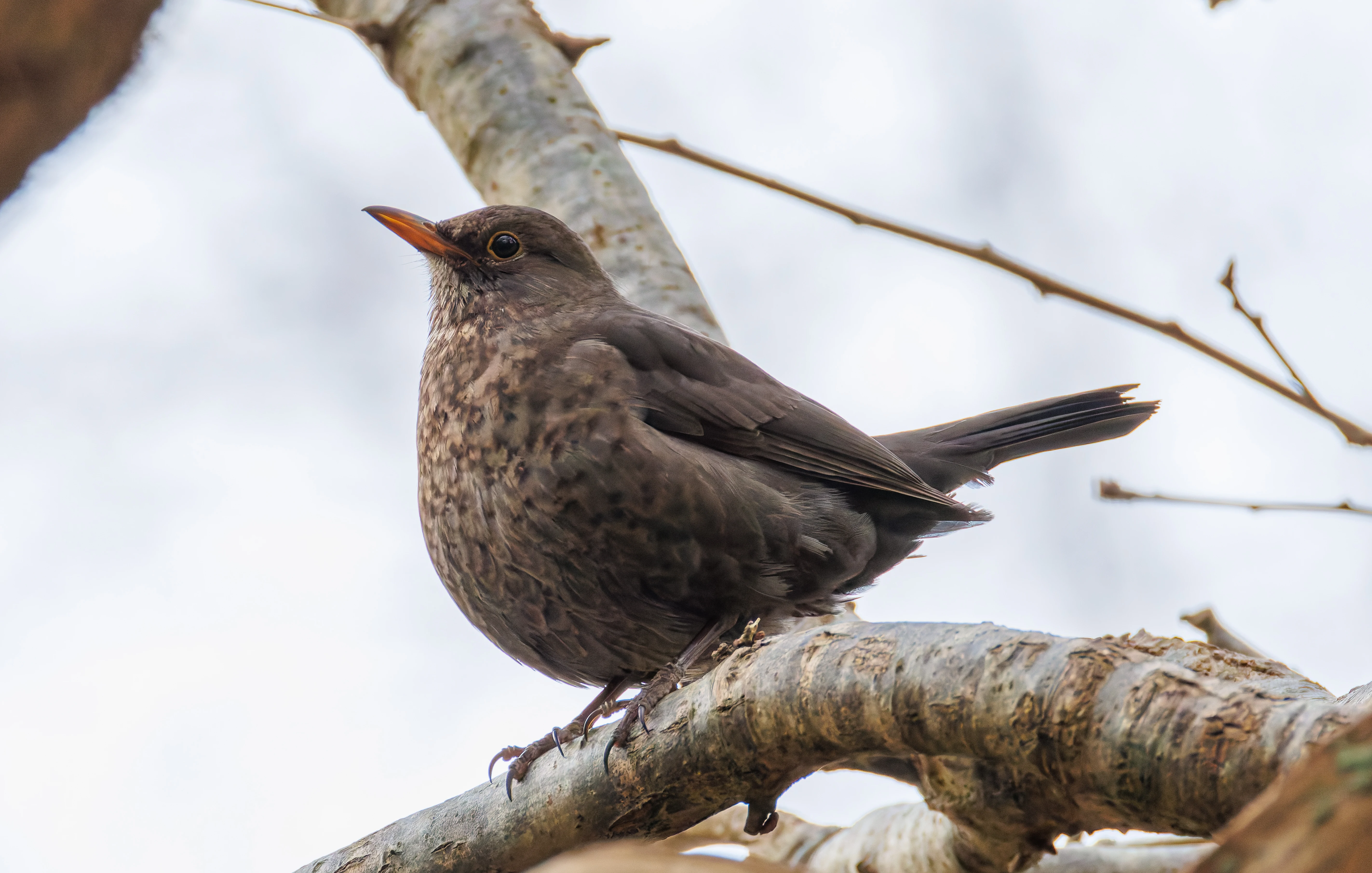 Female Blackbird, Pig Bush, Hampshire, UK — photo by Orlando Prugel-Bennett