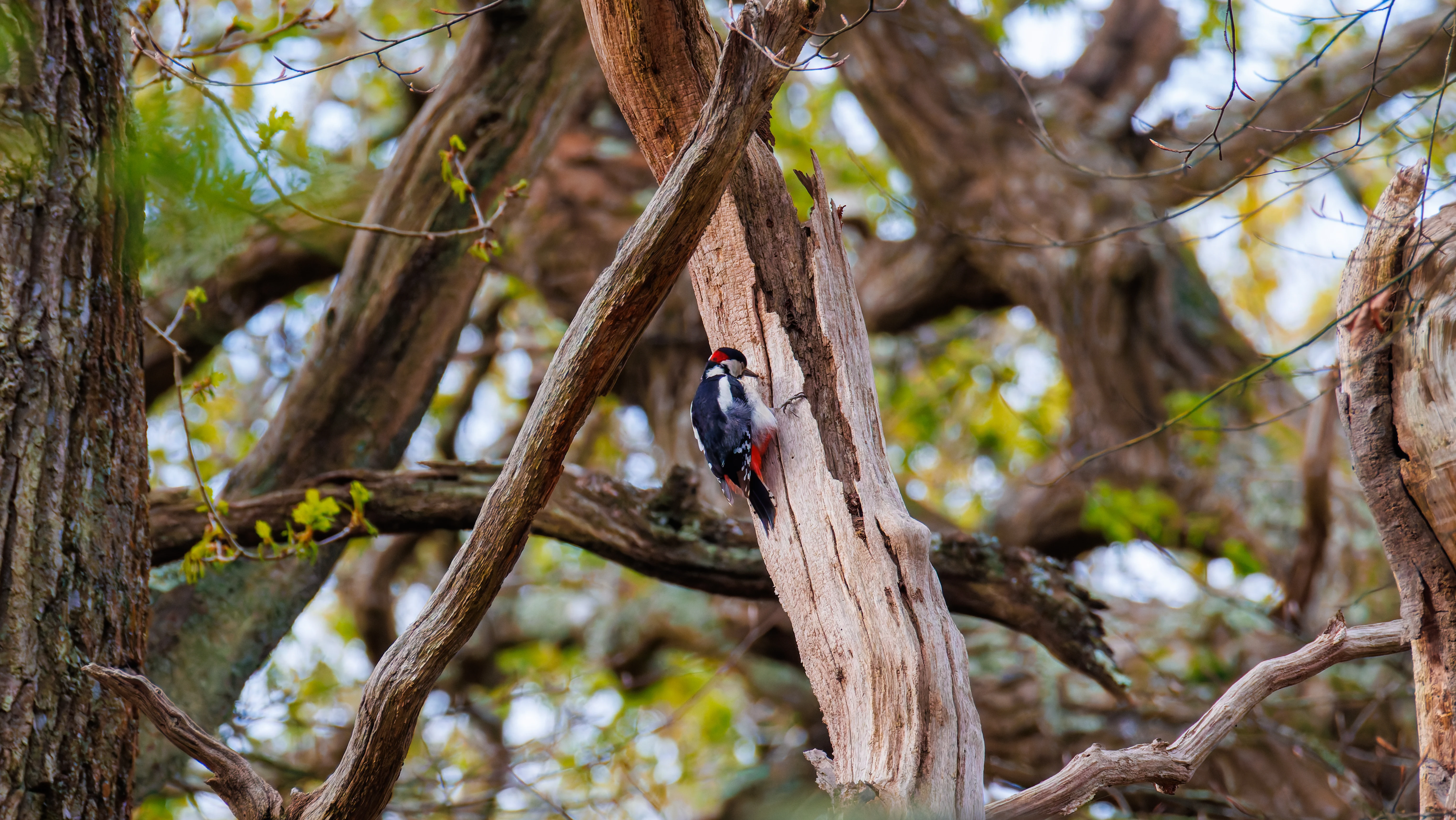 Great Spotted Woodpecker, Pig Bush, Hampshire, UK — photo by Orlando Prugel-Bennett