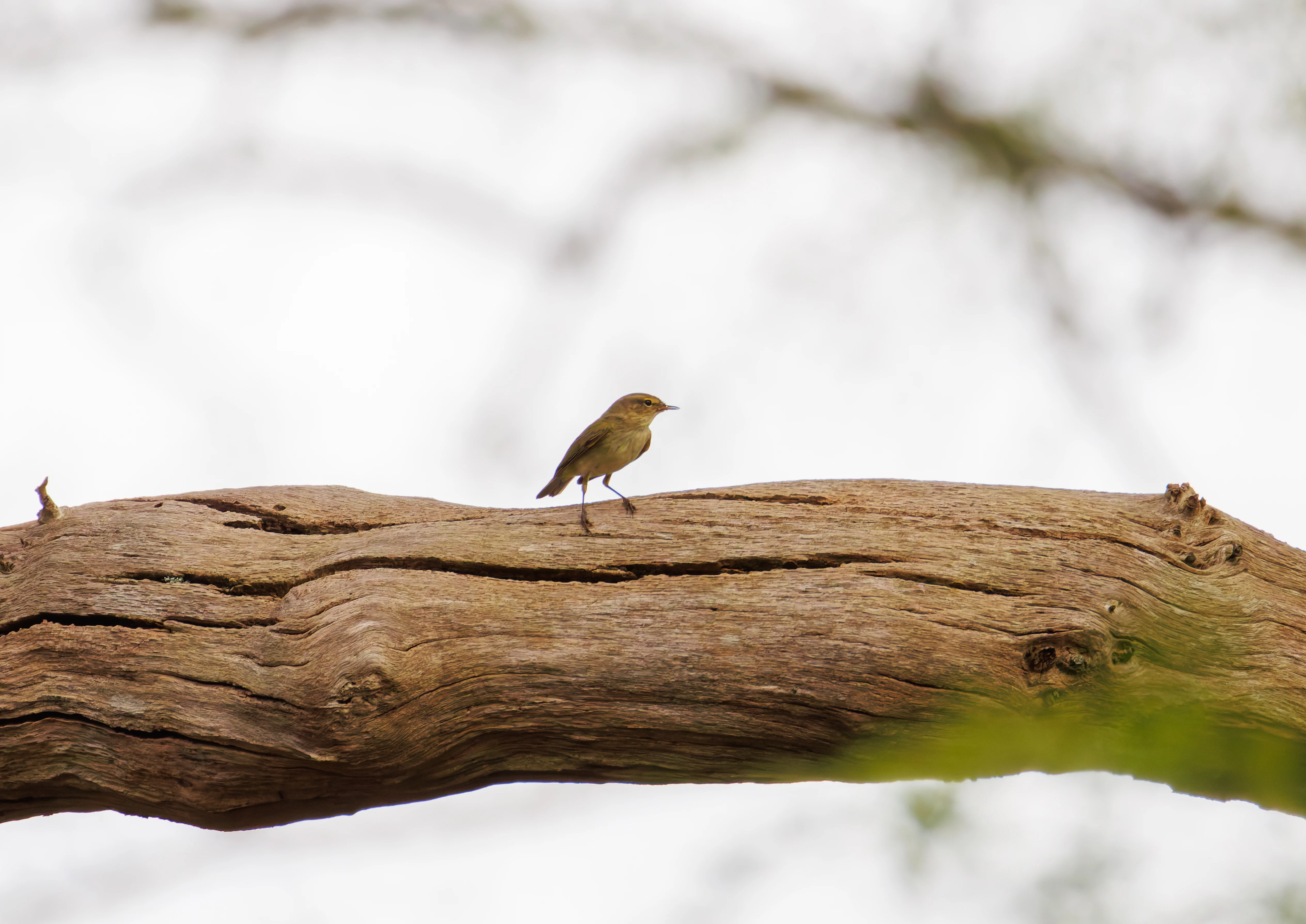Chiffchaff, Pig Bush, Hampshire, UK — photo by Orlando Prugel-Bennett