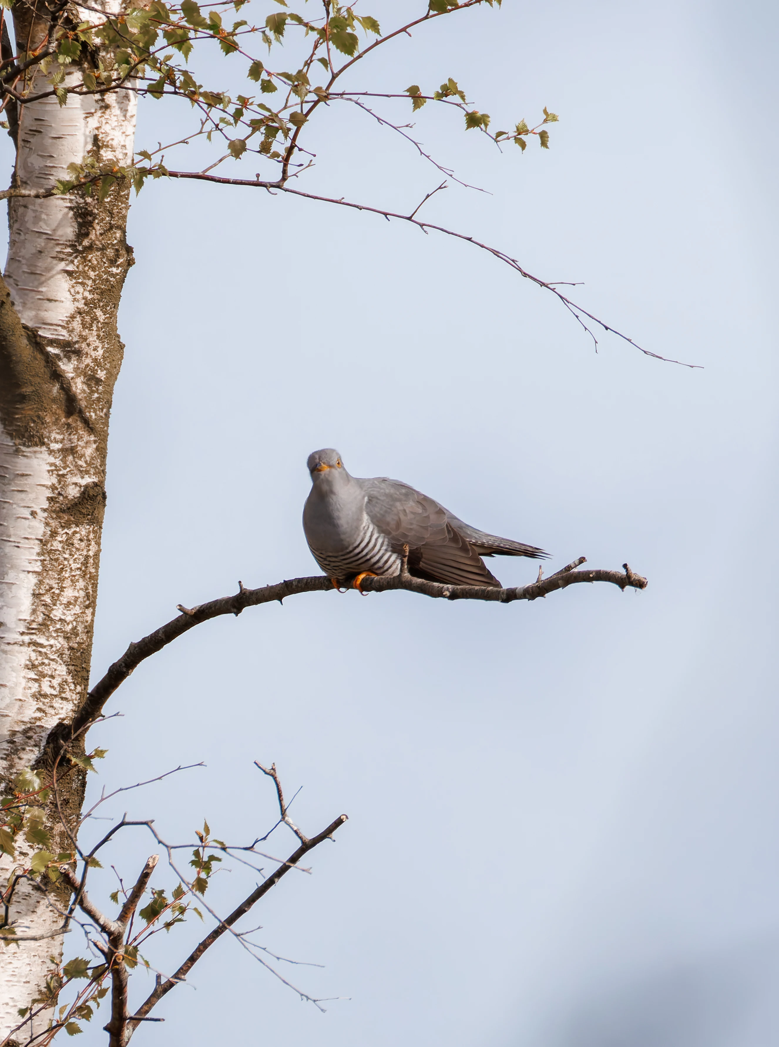Male Cuckoo, Pig Bush, Hampshire, UK — photo by Orlando Prugel-Bennett