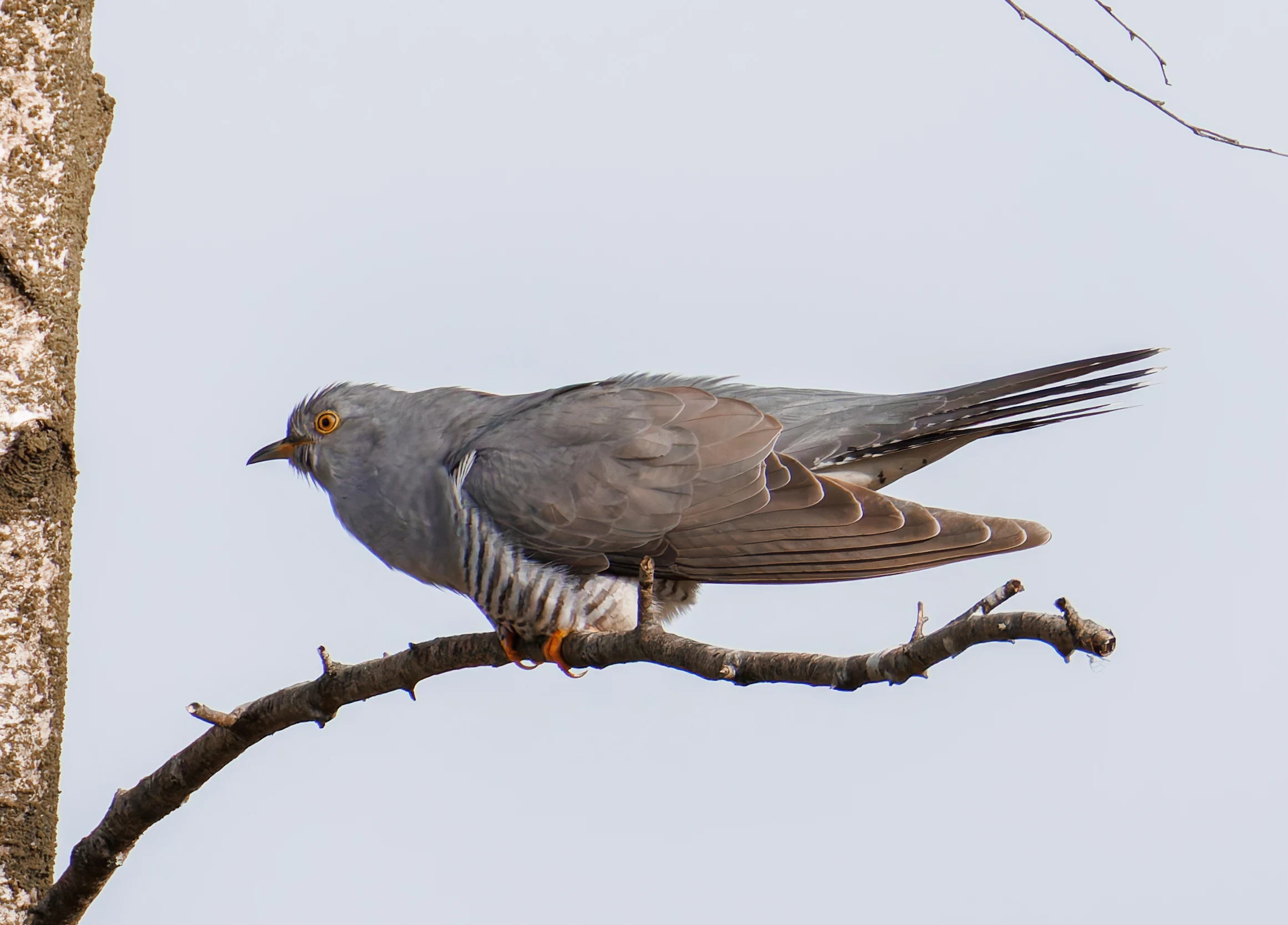 Male Cuckoo, Pig Bush, Hampshire, UK — photo by Orlando Prugel-Bennett