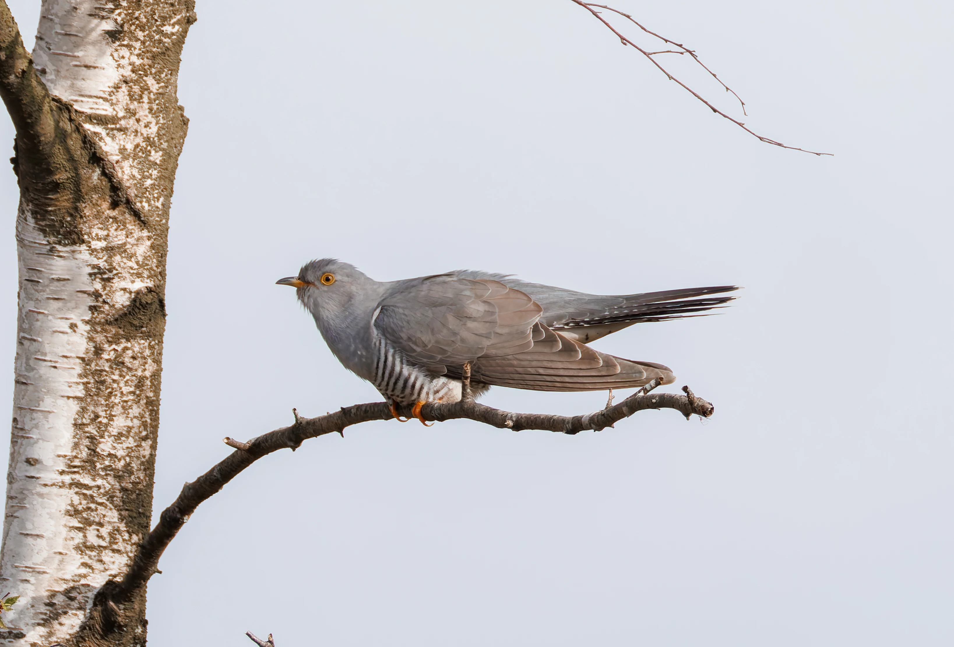 Male Cuckoo, Pig Bush, Hampshire, UK — photo by Orlando Prugel-Bennett
