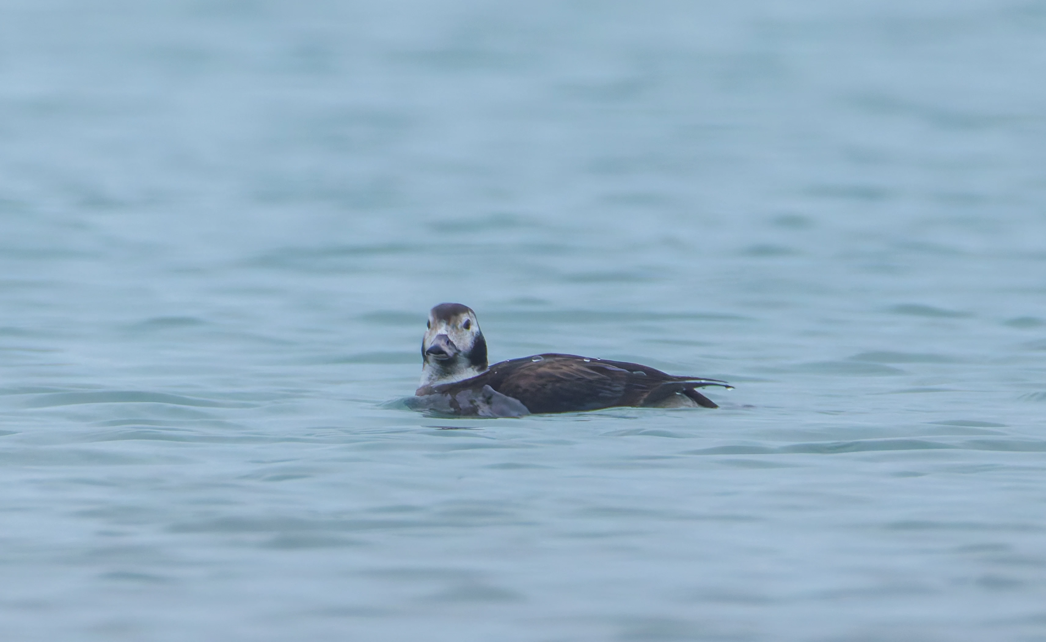 Female Long-Tailed Duck, Zeeland, Netherlands — photo by Orlando Prugel-Bennett