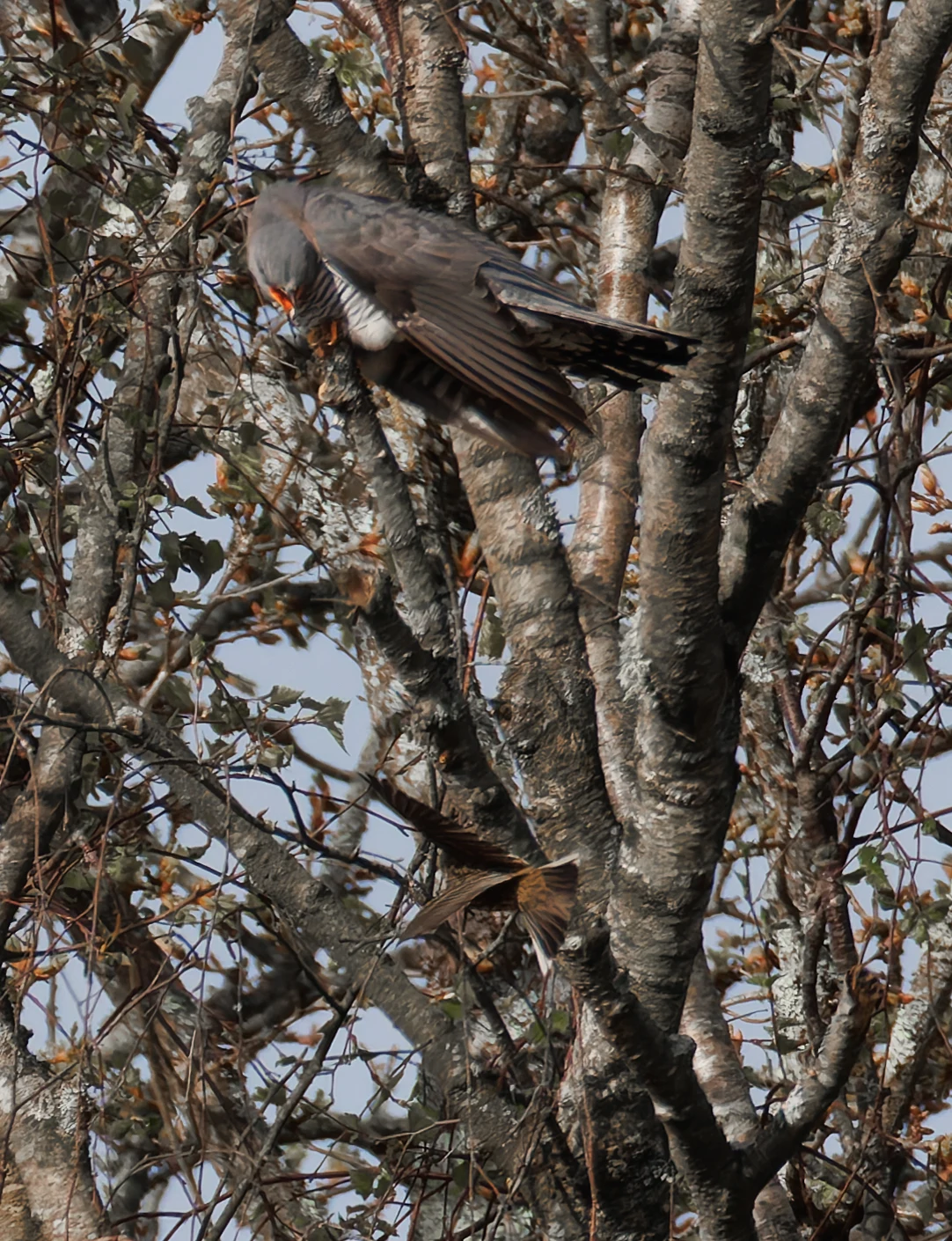 Female Cuckoo and Meadow Pipit, Pig Bush, Hampshire, UK — photo by Orlando Prugel-Bennett