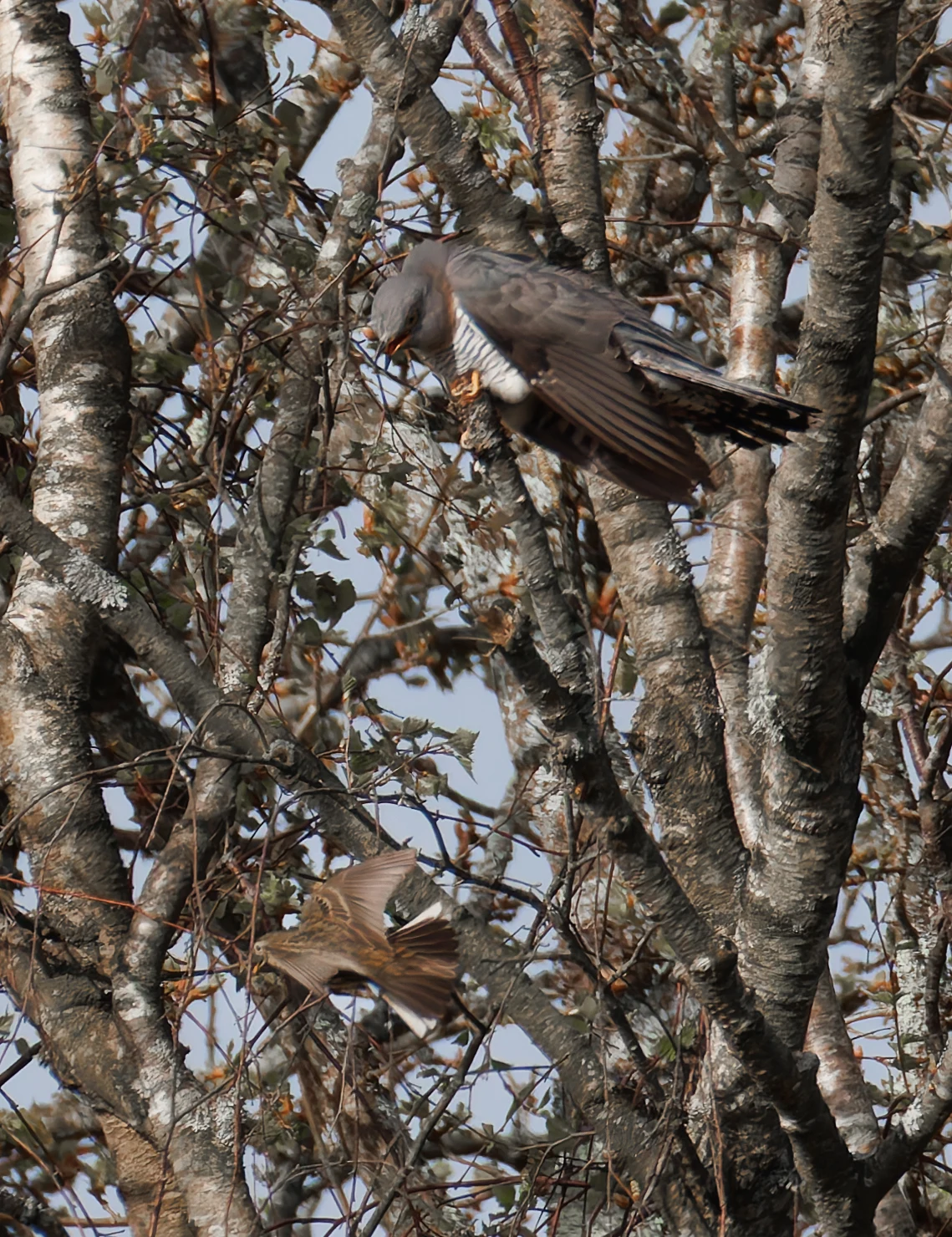 Female Cuckoo and Meadow Pipit, Pig Bush, Hampshire, UK — photo by Orlando Prugel-Bennett