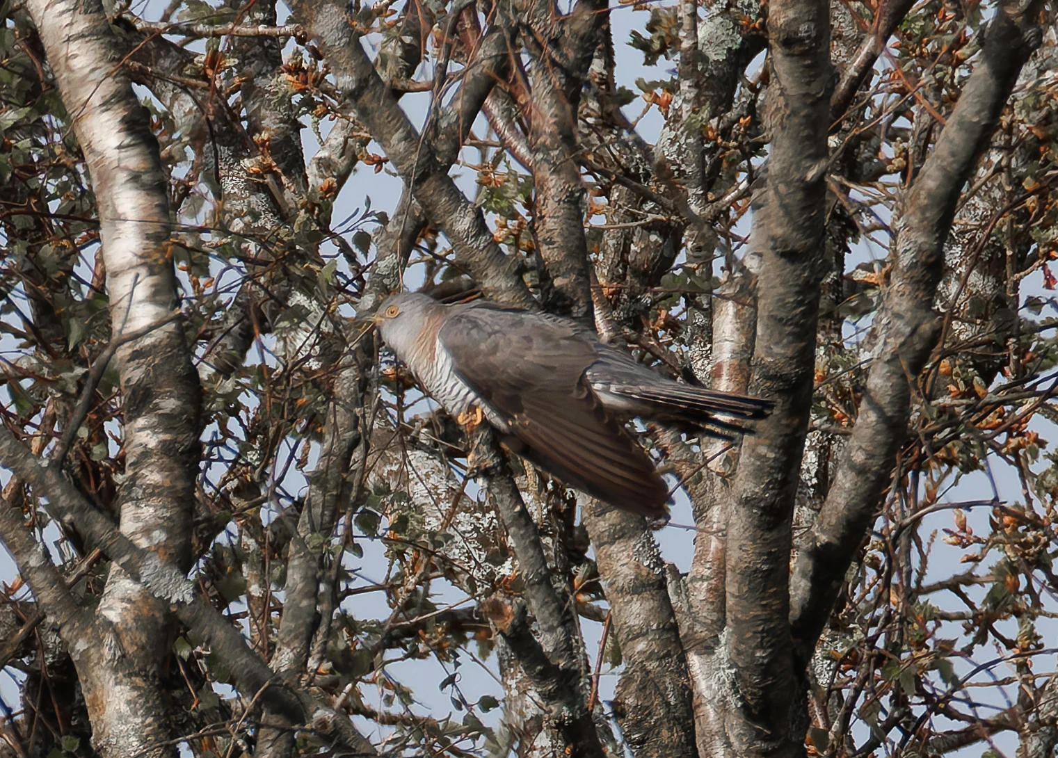Female Cuckoo, Pig Bush, Hampshire, UK — photo by Orlando Prugel-Bennett