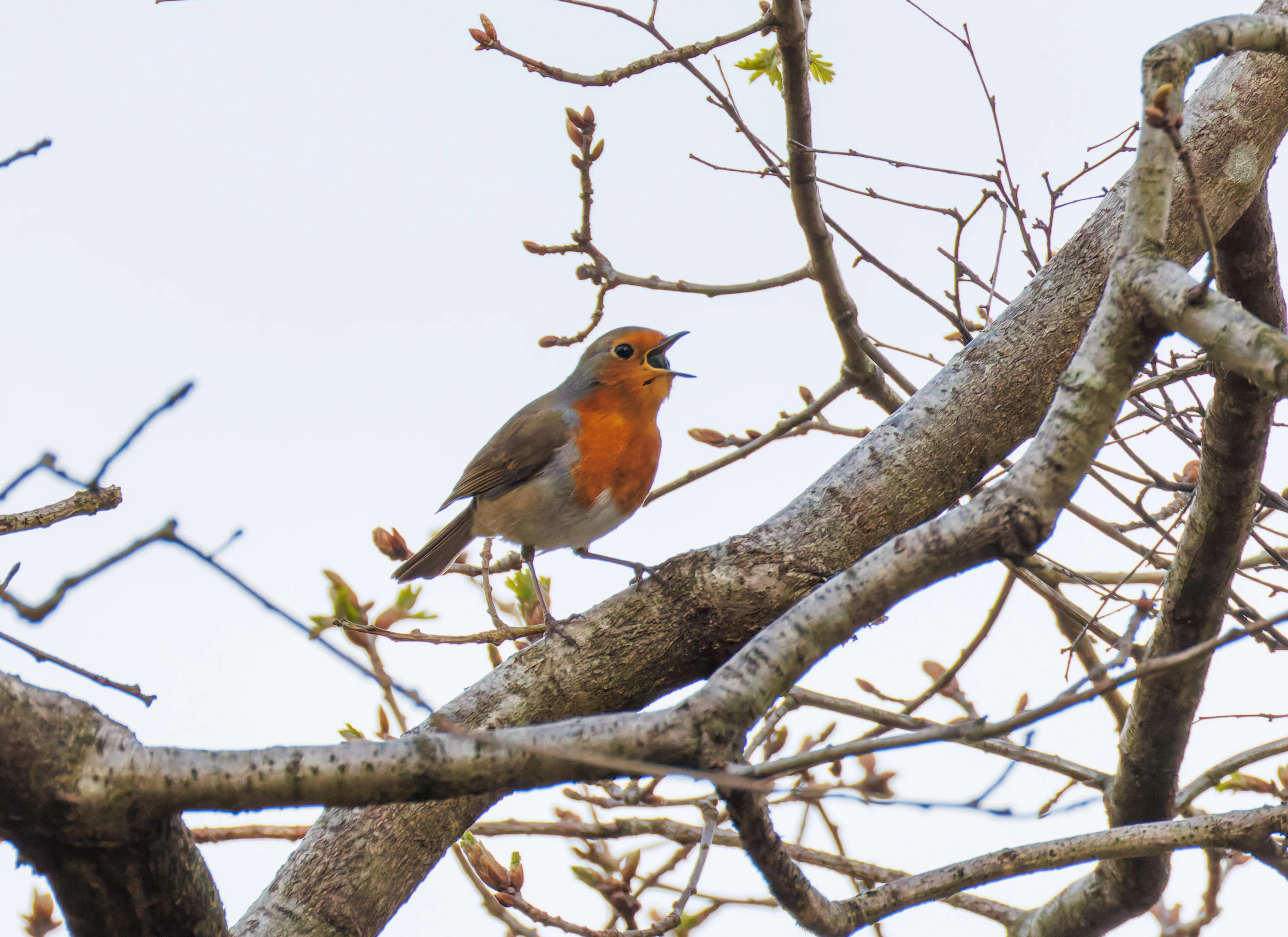 Robin Eating, Pig Bush, Hampshire, UK — photo by Orlando Prugel-Bennett