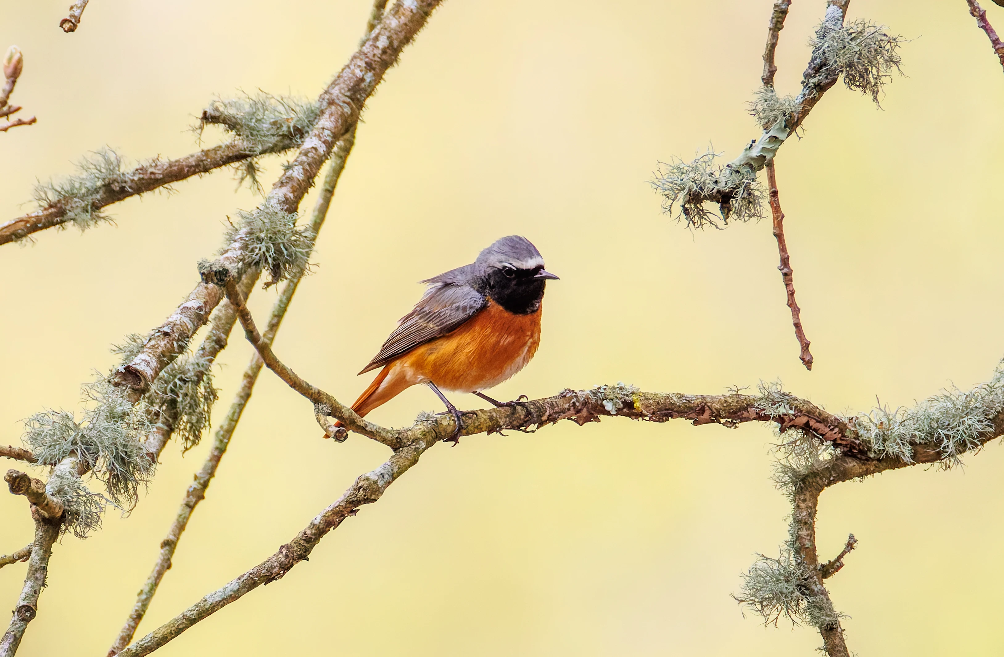Common Redstart, Pig Bush, Hampshire, UK — photo by Orlando Prugel-Bennett