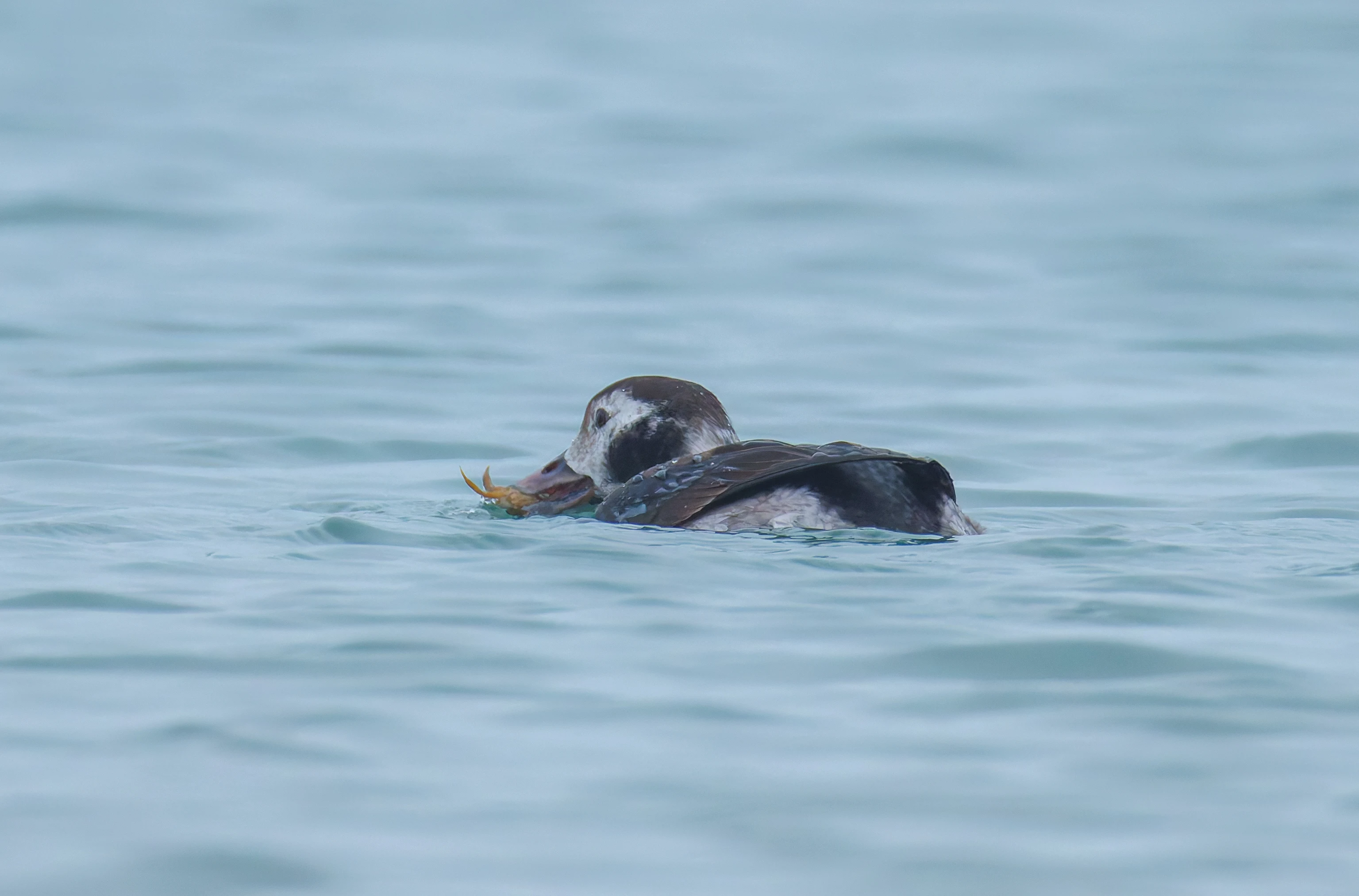 Female Long-Tailed Duck, Zeeland, Netherlands — photo by Orlando Prugel-Bennett