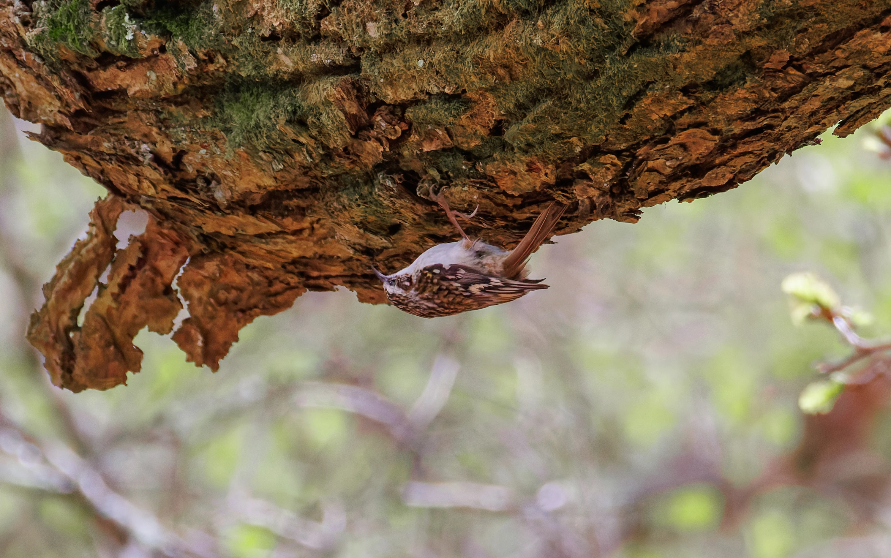 Treecreeper, Pig Bush, Hampshire, UK — photo by Orlando Prugel-Bennett