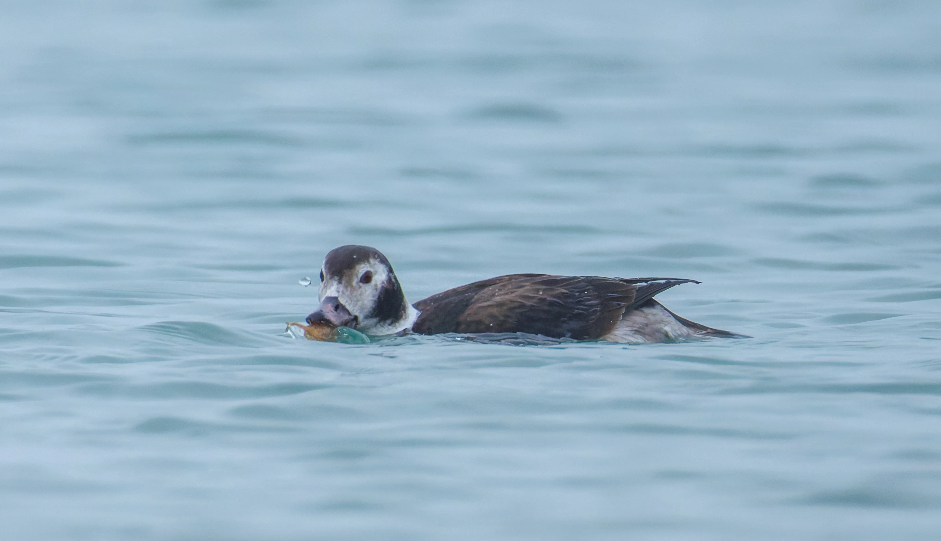 Female Long-Tailed Duck, Zeeland, Netherlands — photo by Orlando Prugel-Bennett