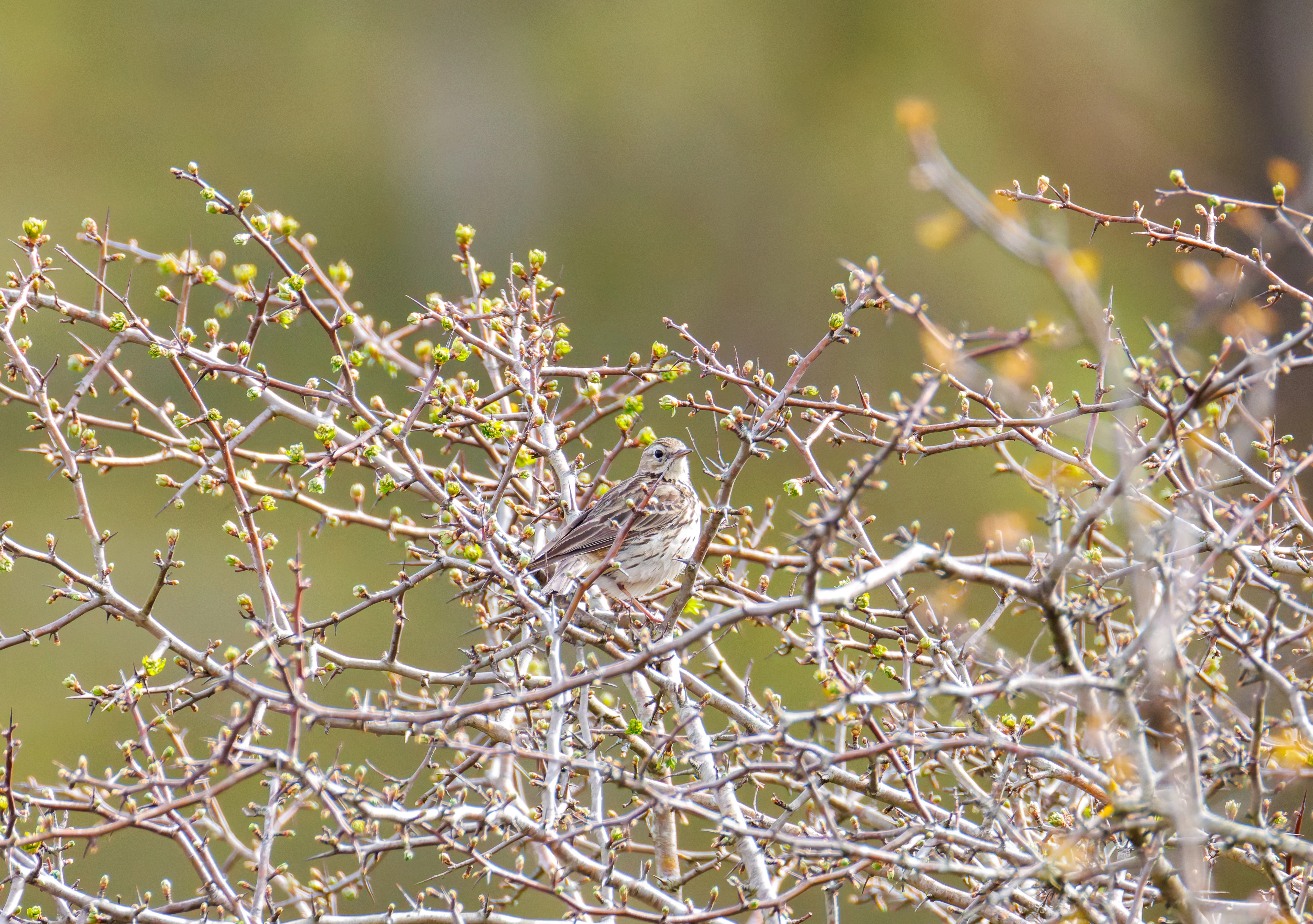 Meadow Pipit, Pig Bush, Hampshire, UK — photo by Orlando Prugel-Bennett