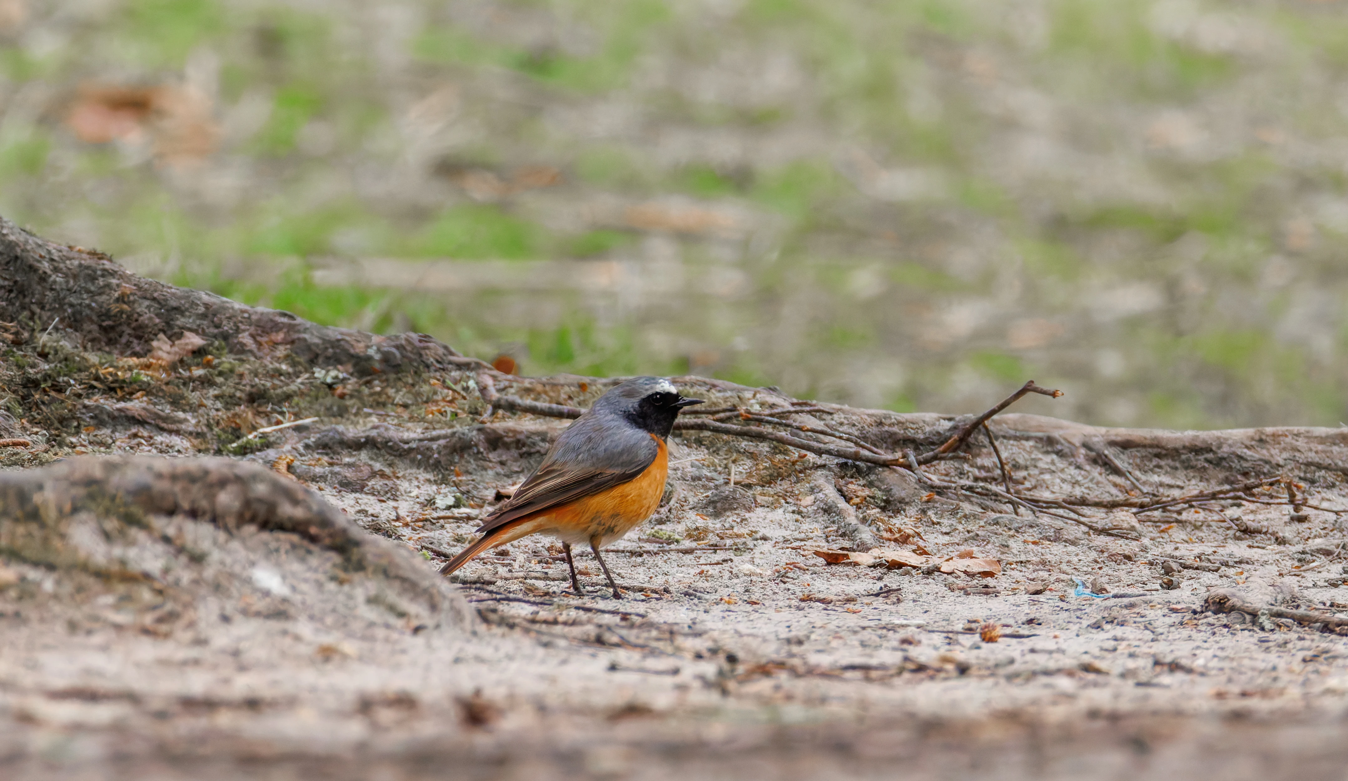 Common Redstart, Pig Bush, Hampshire, UK — photo by Orlando Prugel-Bennett