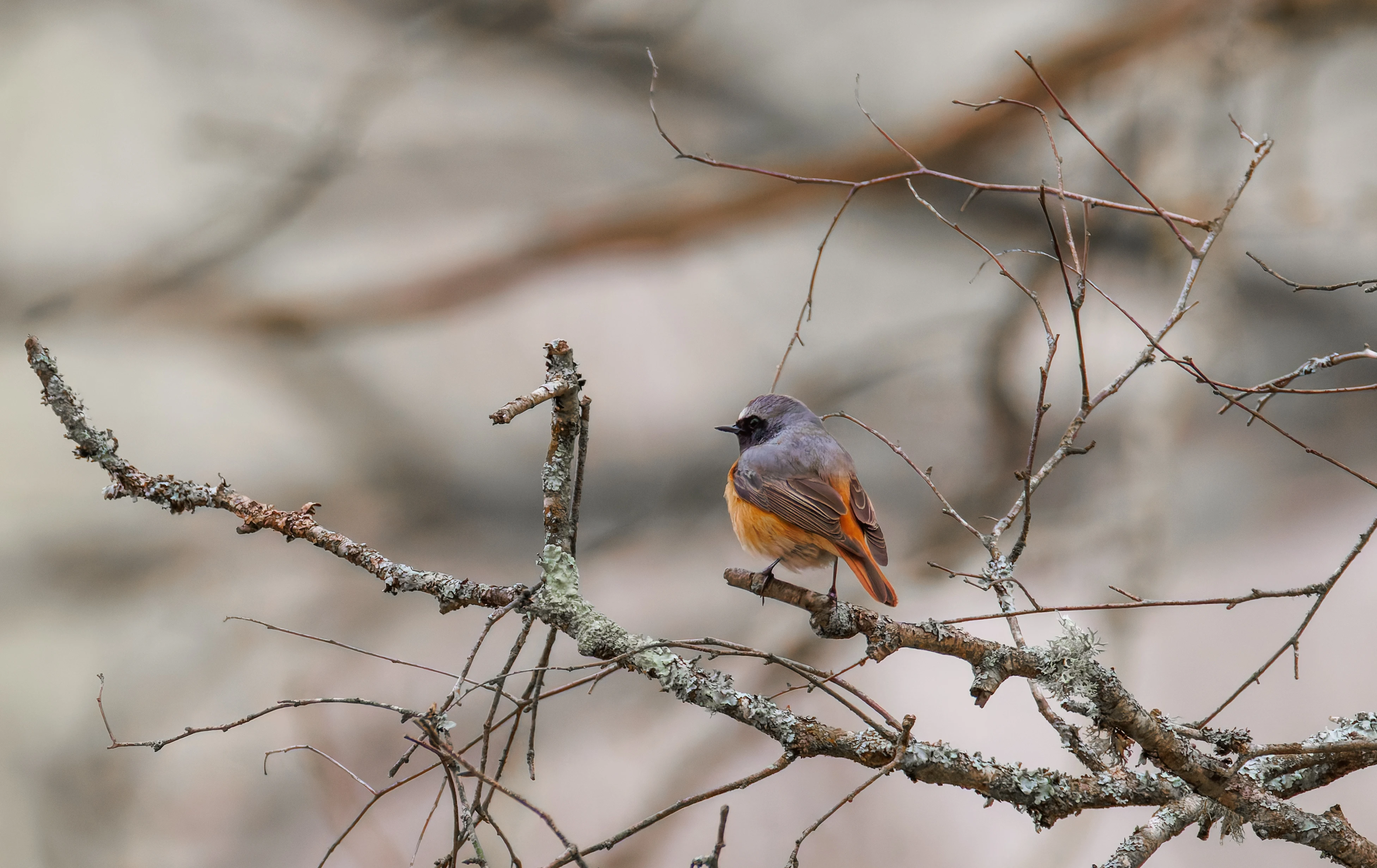 Common Redstart, Pig Bush, Hampshire, UK — photo by Orlando Prugel-Bennett