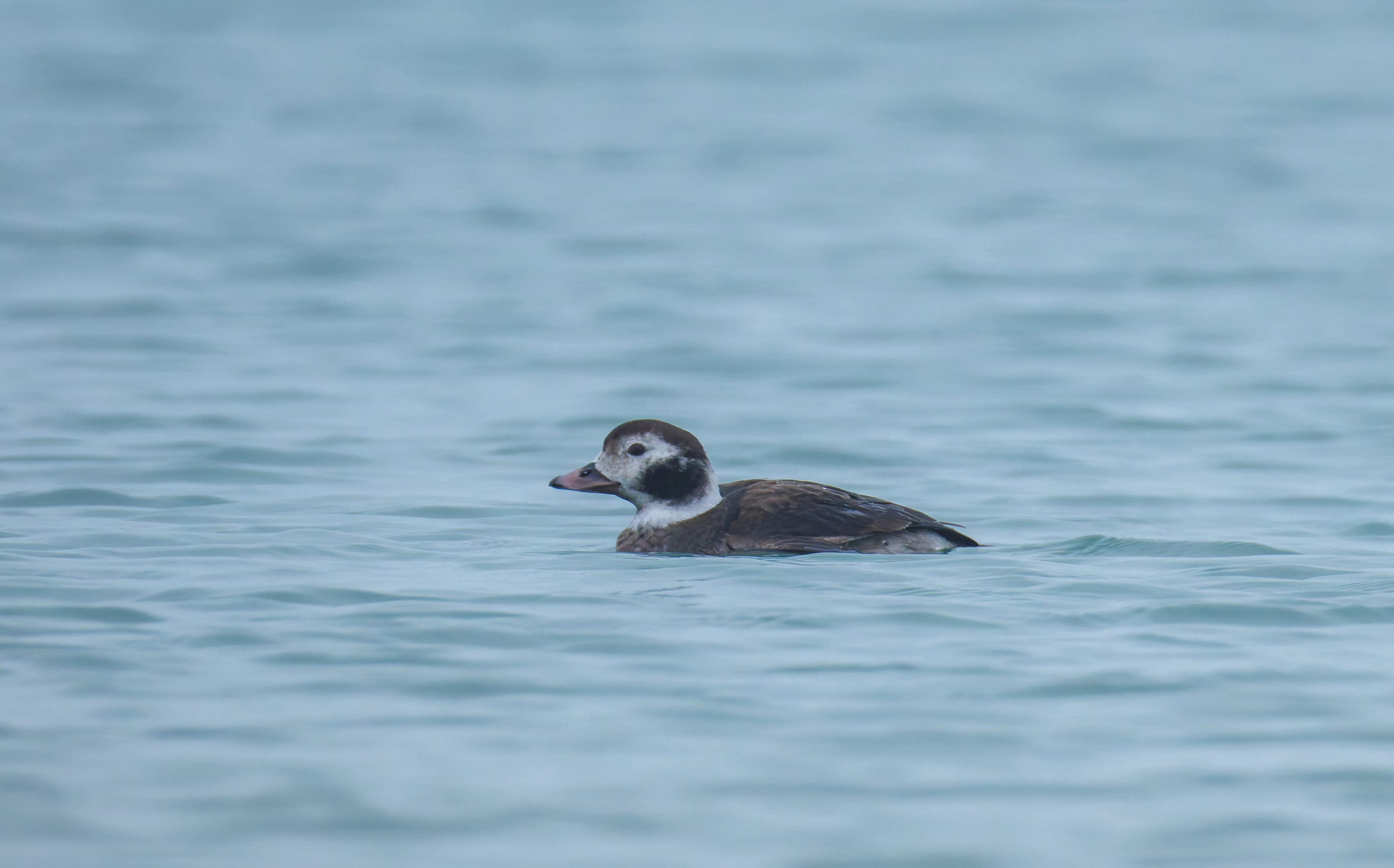 Female Long-Tailed Duck, Zeeland, Netherlands — photo by Orlando Prugel-Bennett
