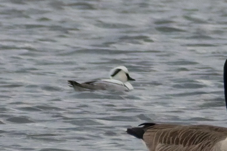 Male Smew, Fishlake Meadows, Romsey, Hampshire, UK — photo by Orlando Prugel-Bennett