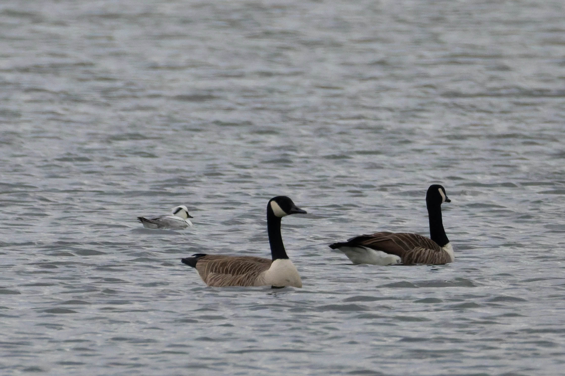 Male Smew, Fishlake Meadows, Romsey, Hampshire, UK — photo by Orlando Prugel-Bennett