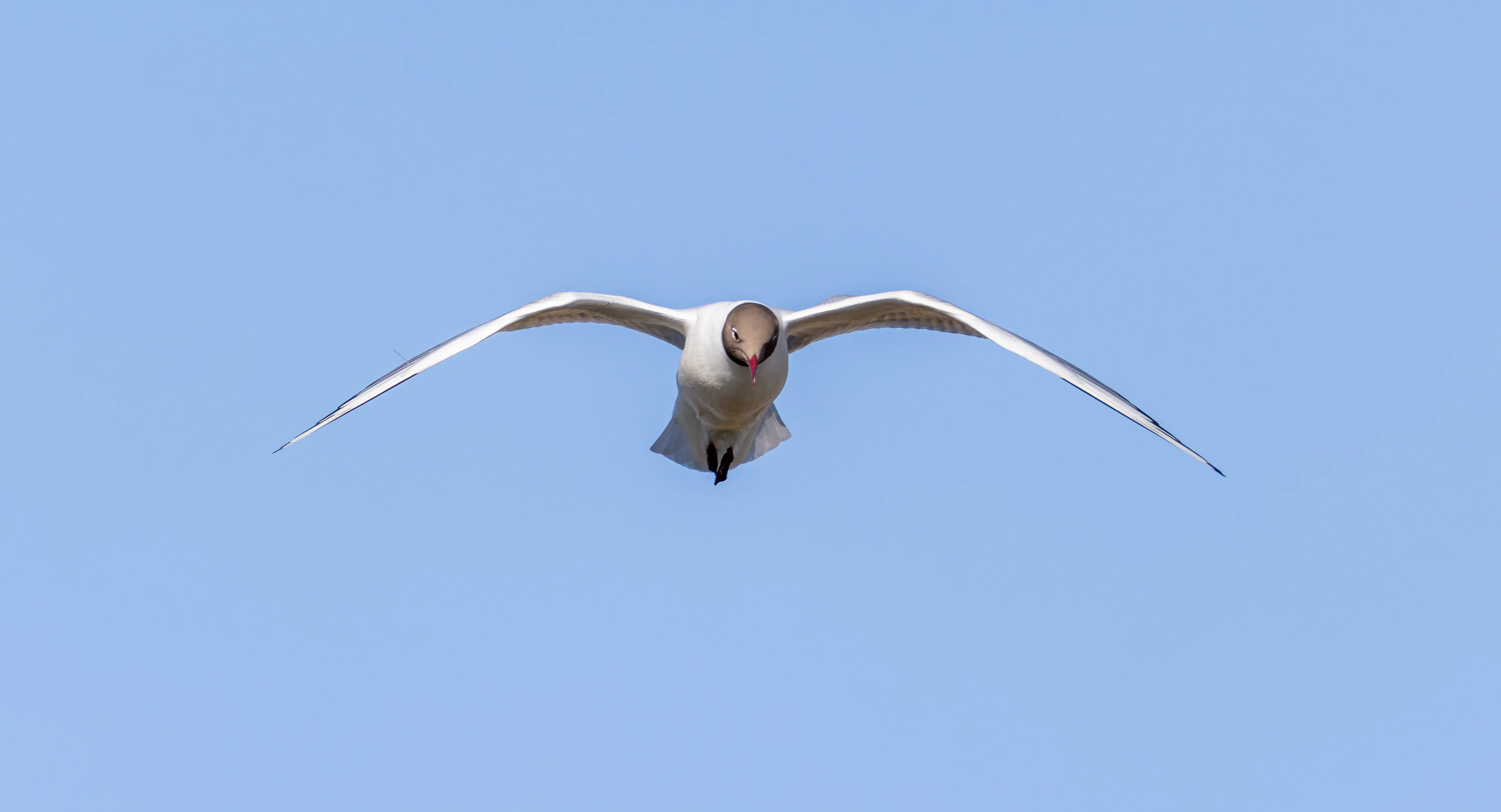 Black-headed gull, Lymington, Hampshire, UK — photo by Orlando Prugel-Bennett