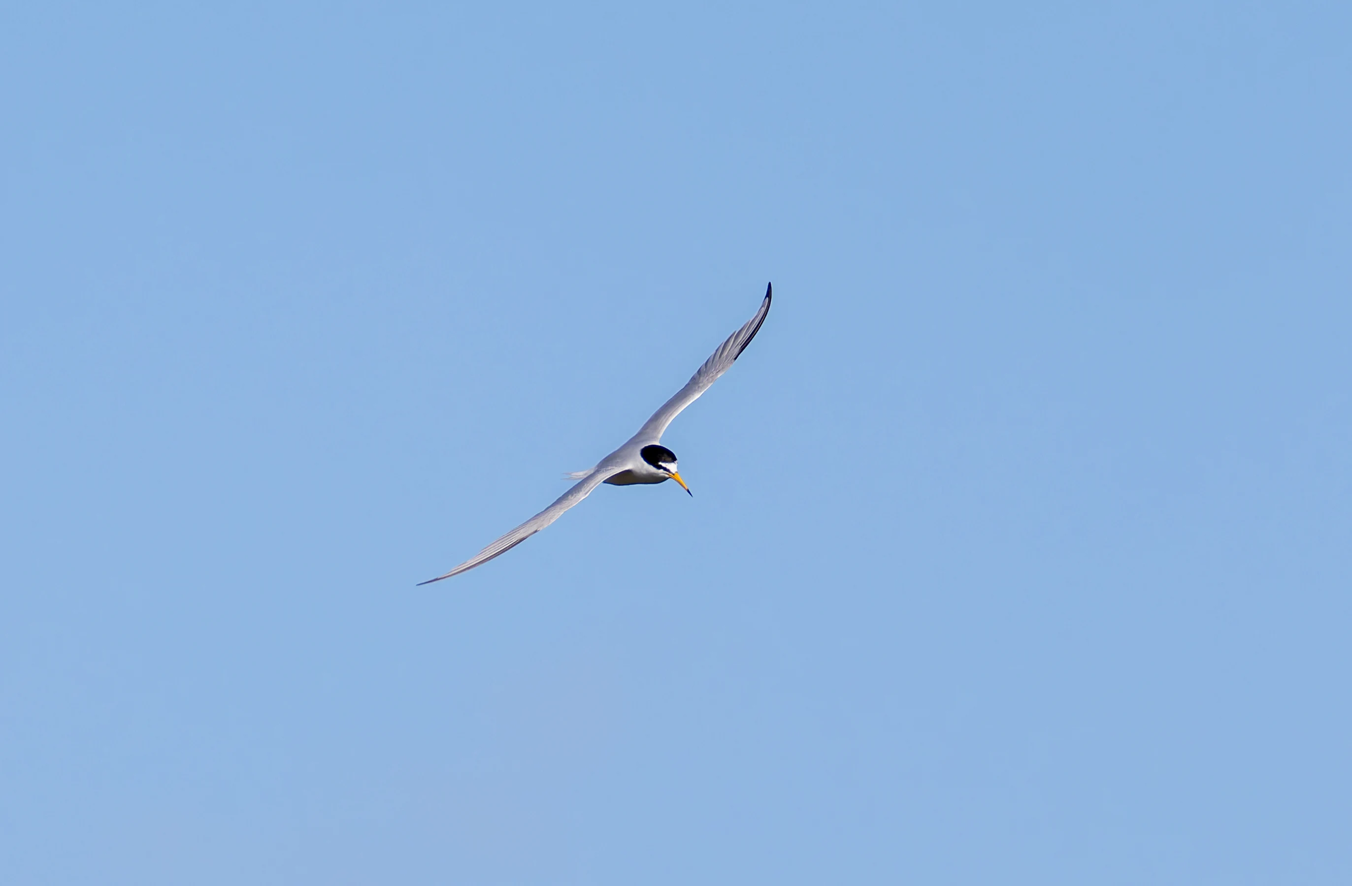 Little Tern, Lymington, Hampshire, UK — photo by Orlando Prugel-Bennett